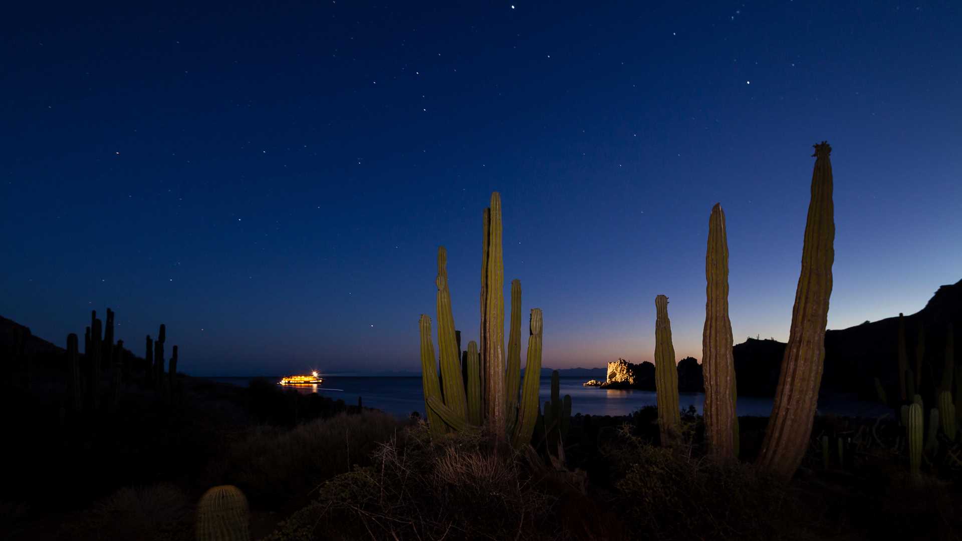 Giant cacti against a starry Baja California night