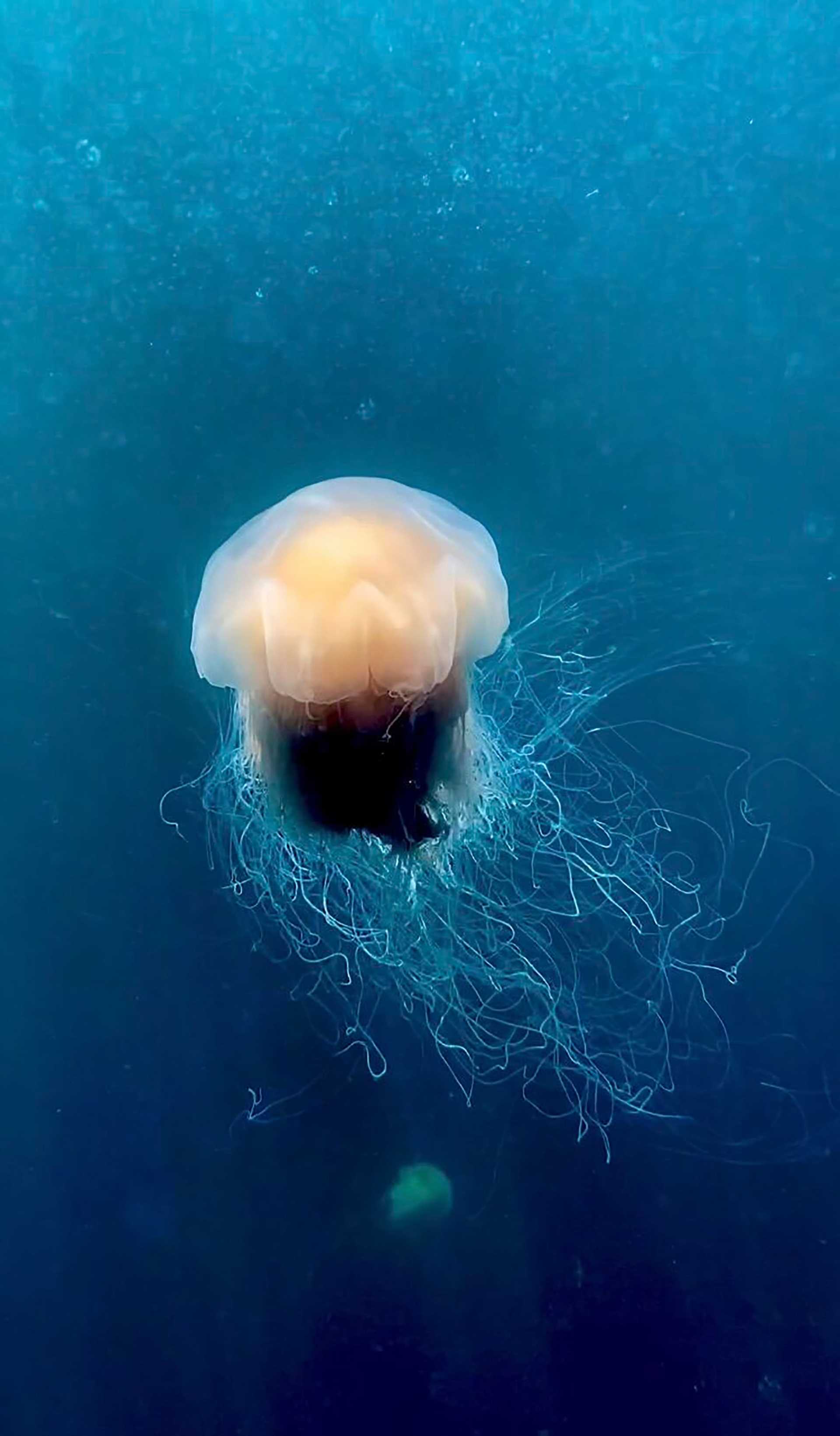 jellyfish