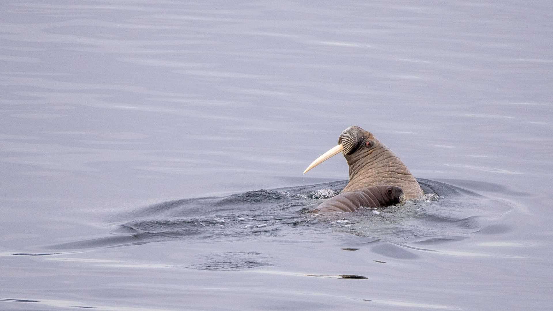 walrus and calf