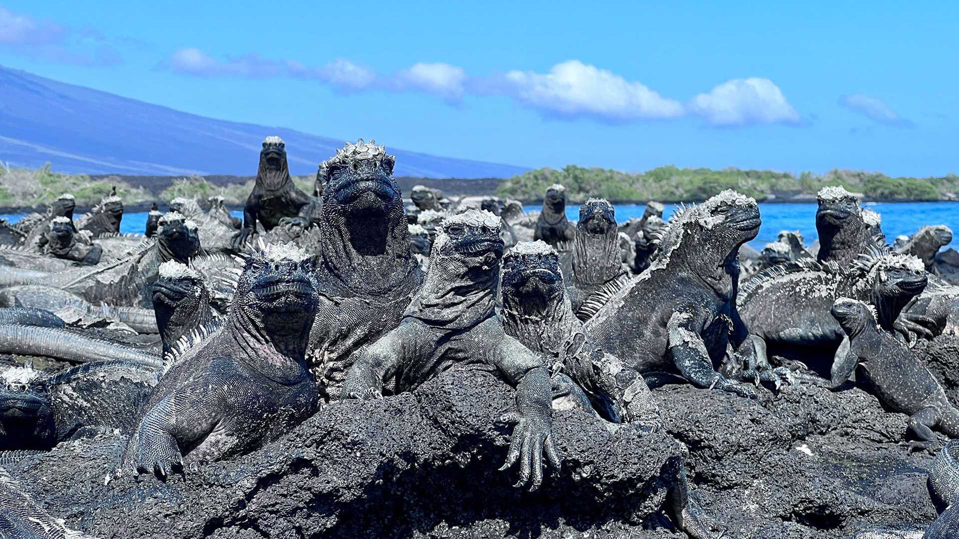 five marine iguanas