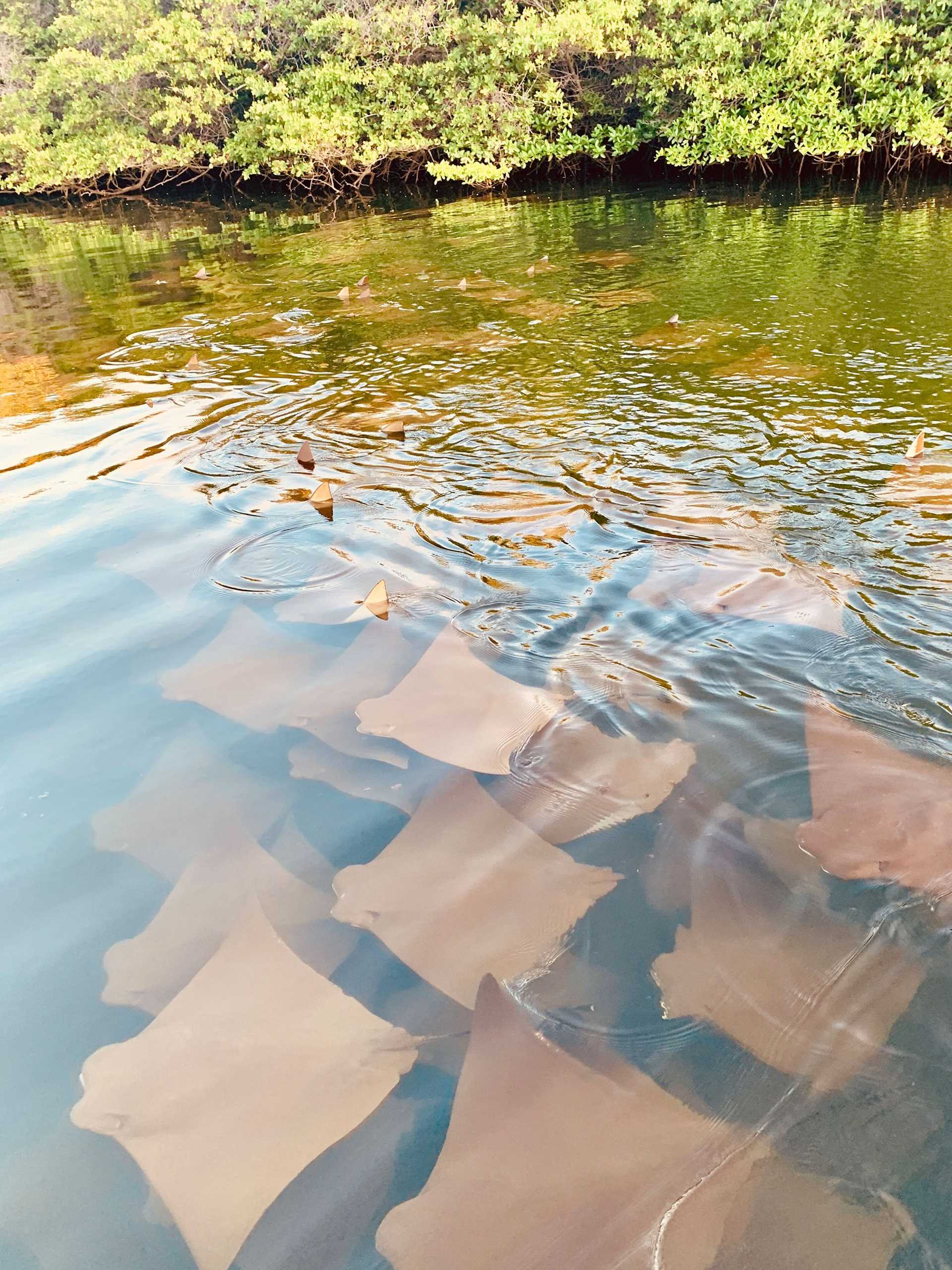 golden rays under the water