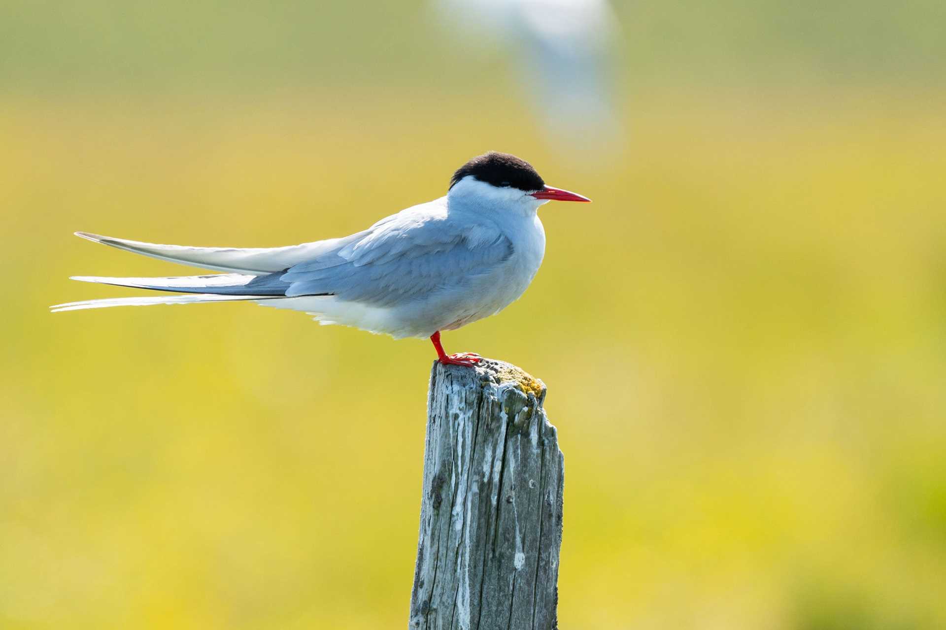 arctic tern