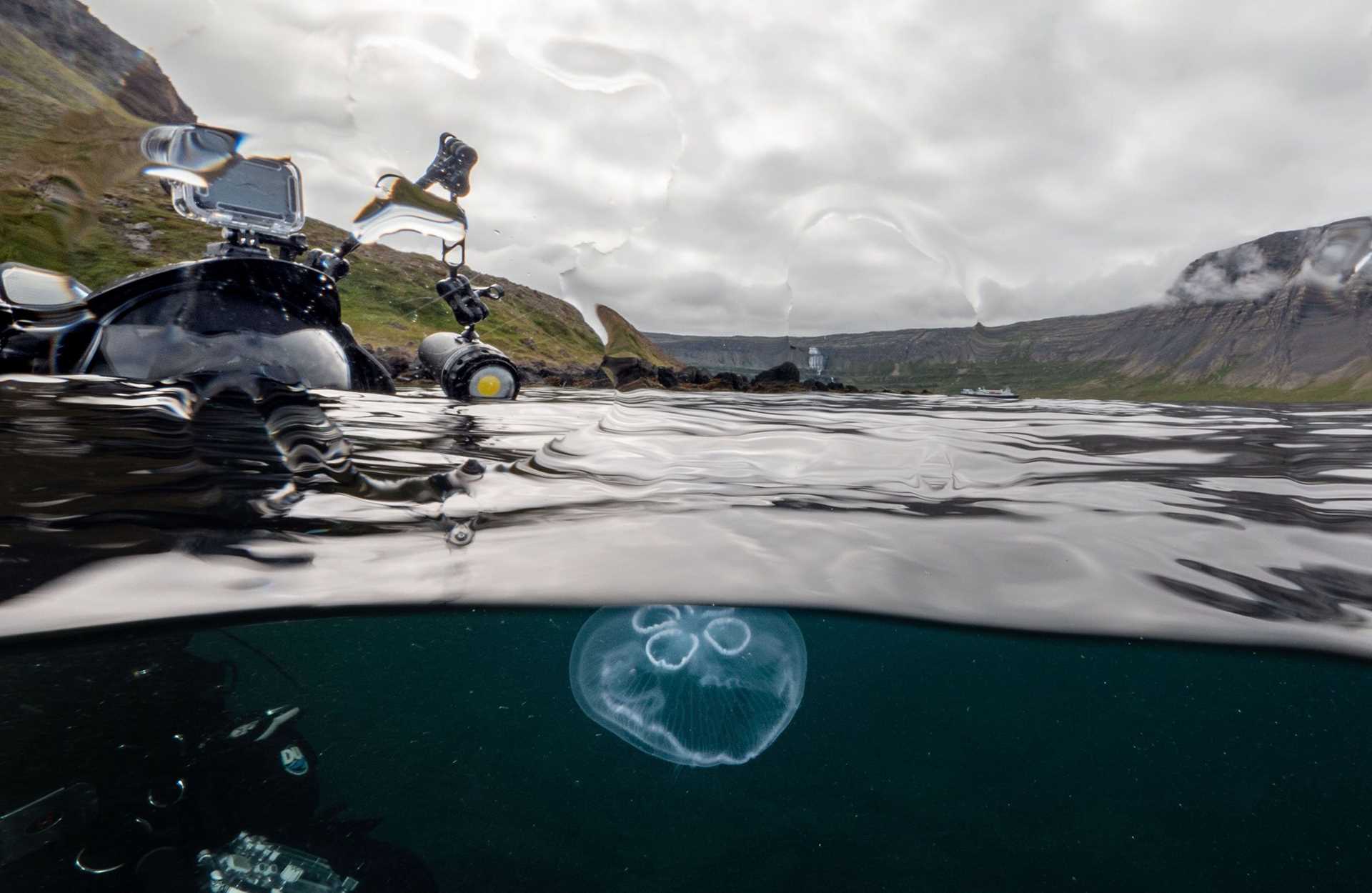 moon jellyfish