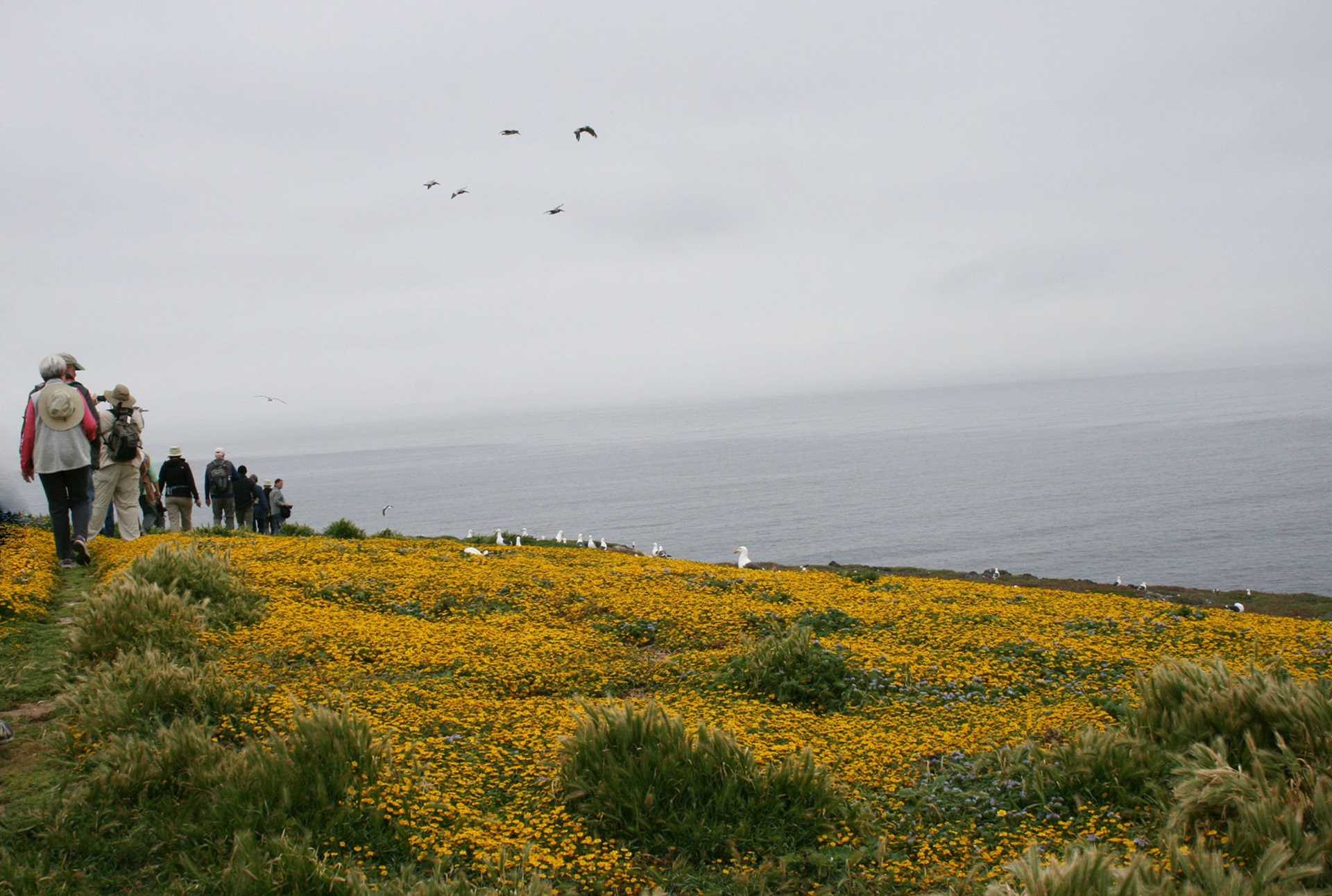 hillside covered in yellow flowers