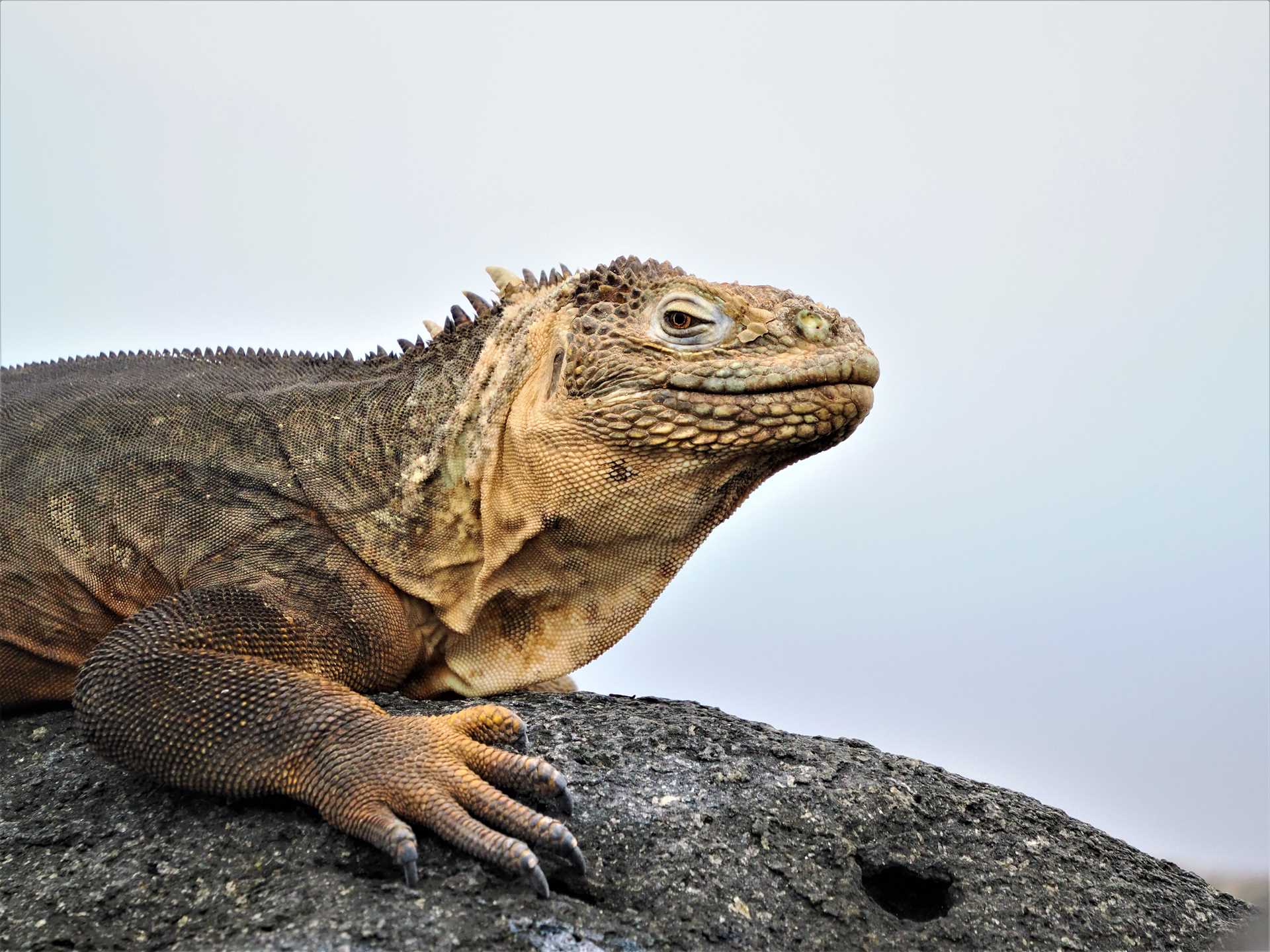 yellow land iguana