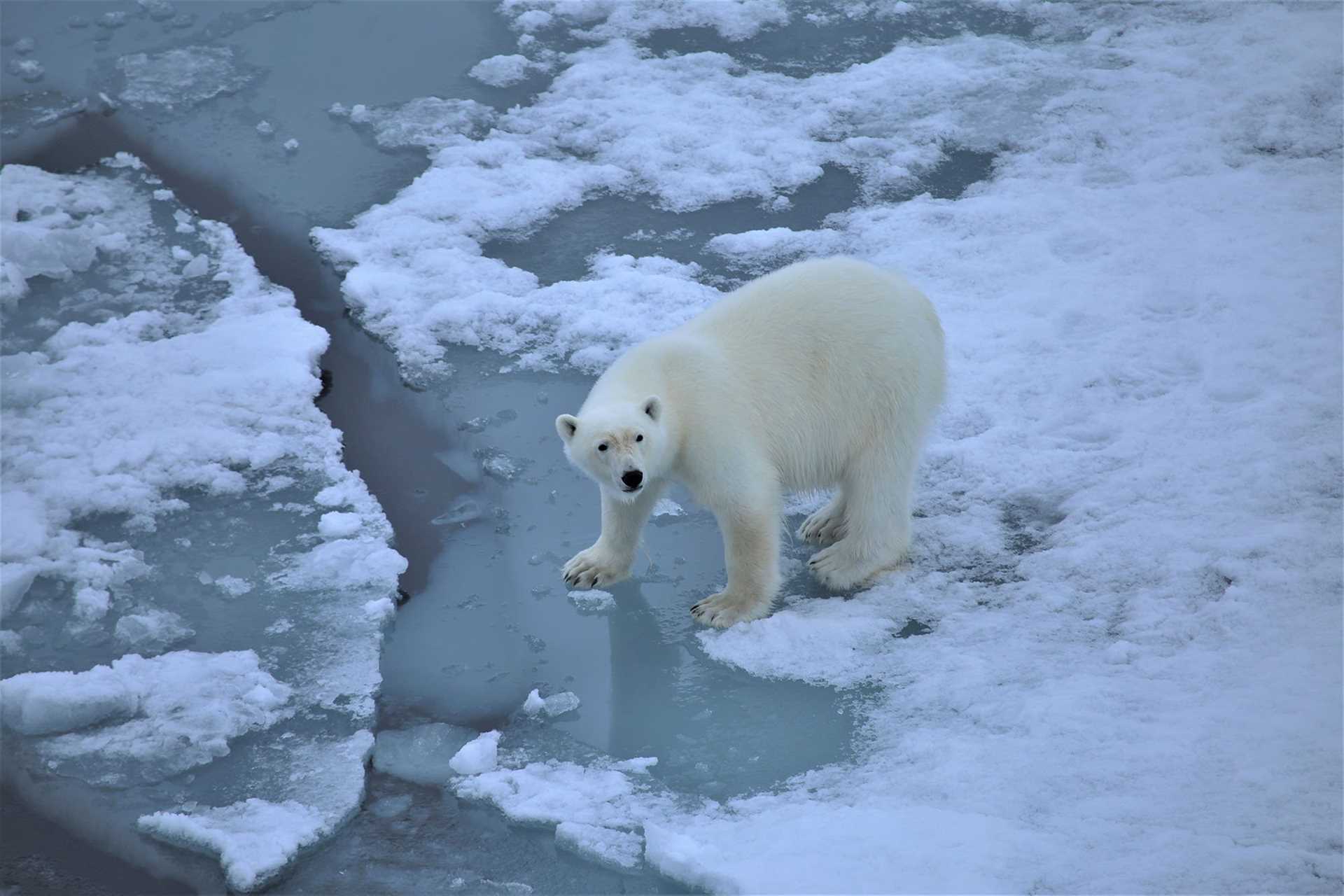 polar bear