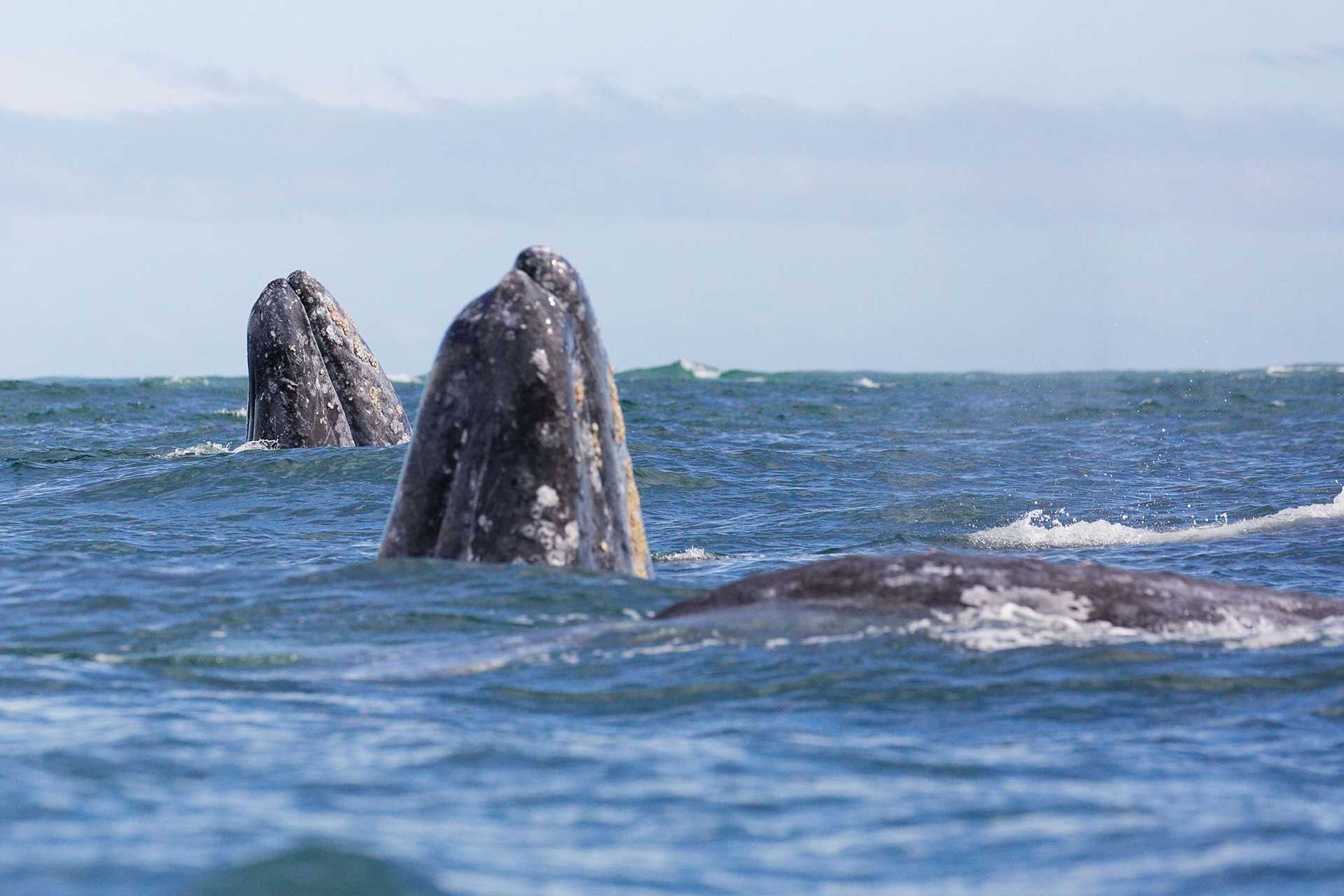 two whales spyhopping