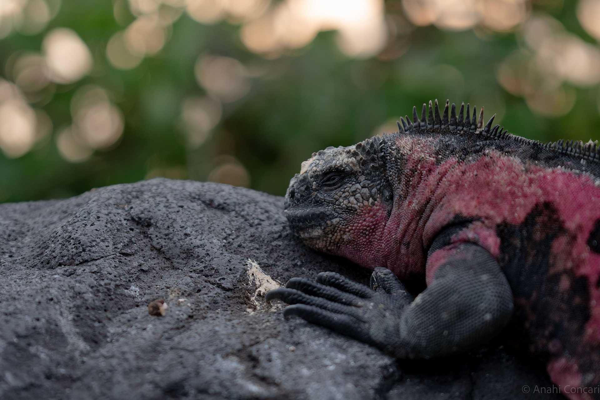 red and green iguana on a rock