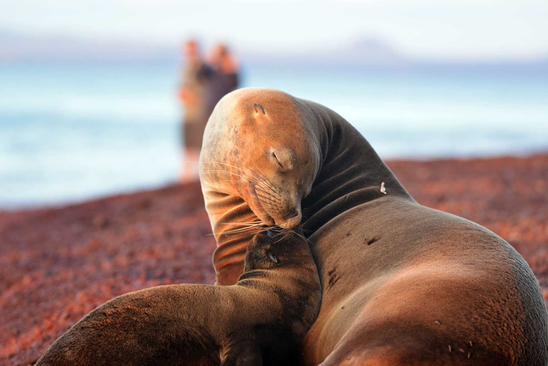 mother and baby sea lion on red sand beach