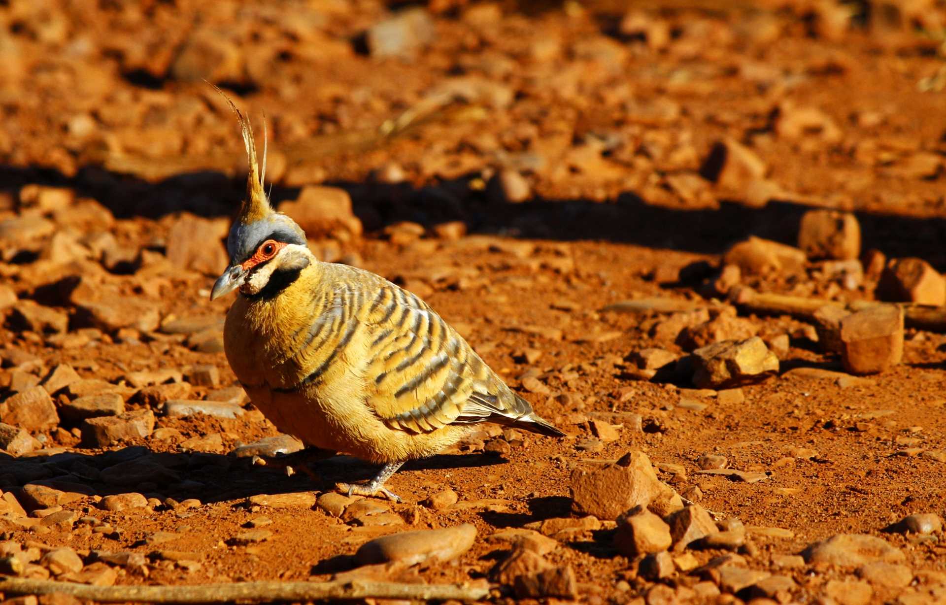 Spinifix pigeon in Purnululu.jpg