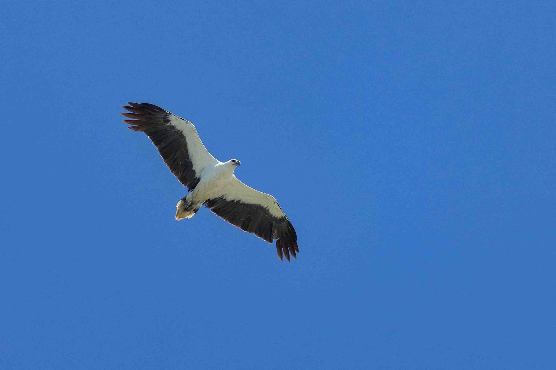 white-breasted sea eagle