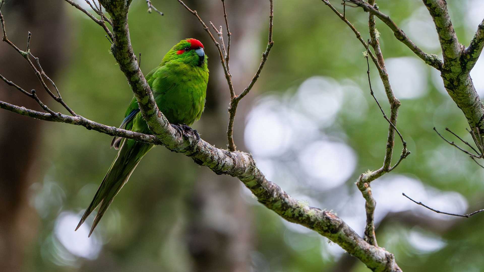 green bird with red head in a tree