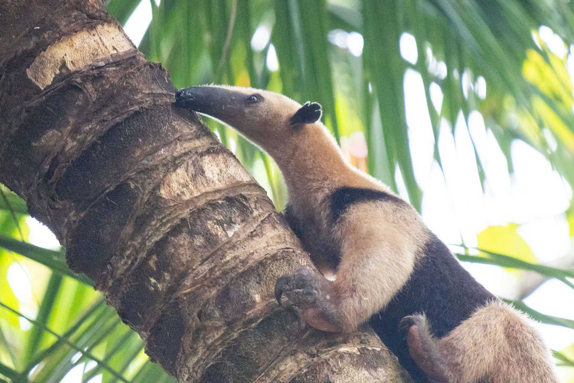 anteater