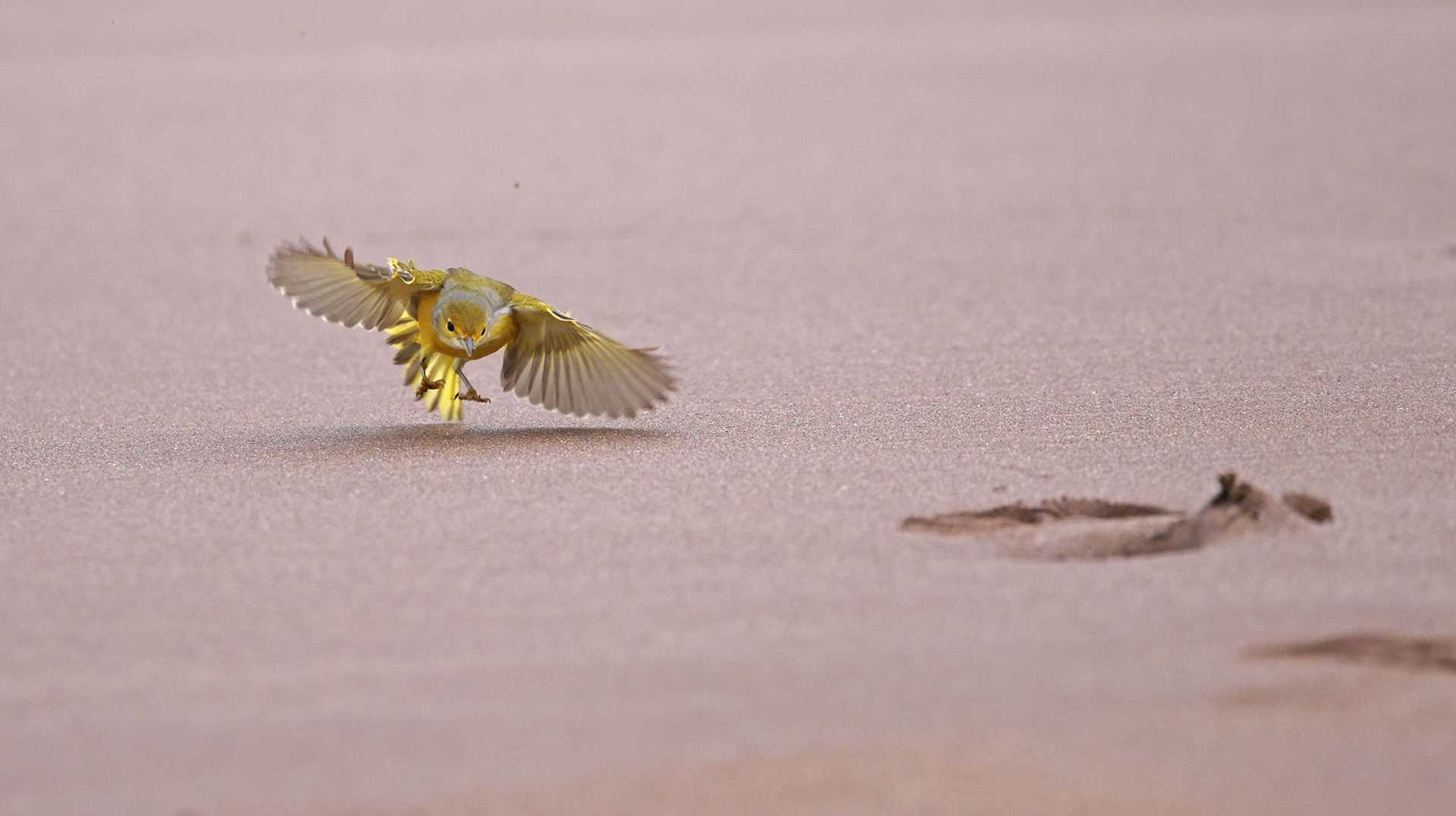 yellow warbler