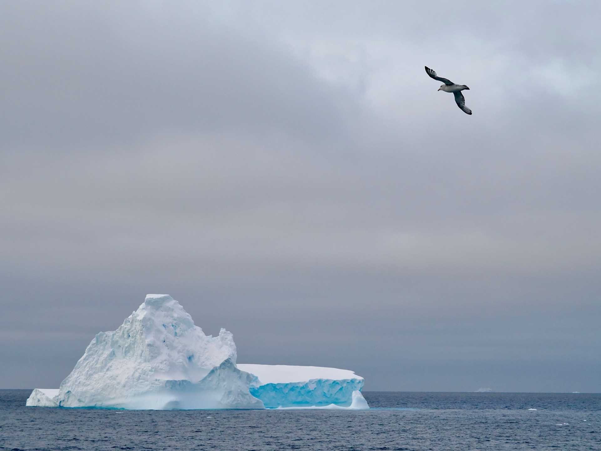 seabird and iceberg