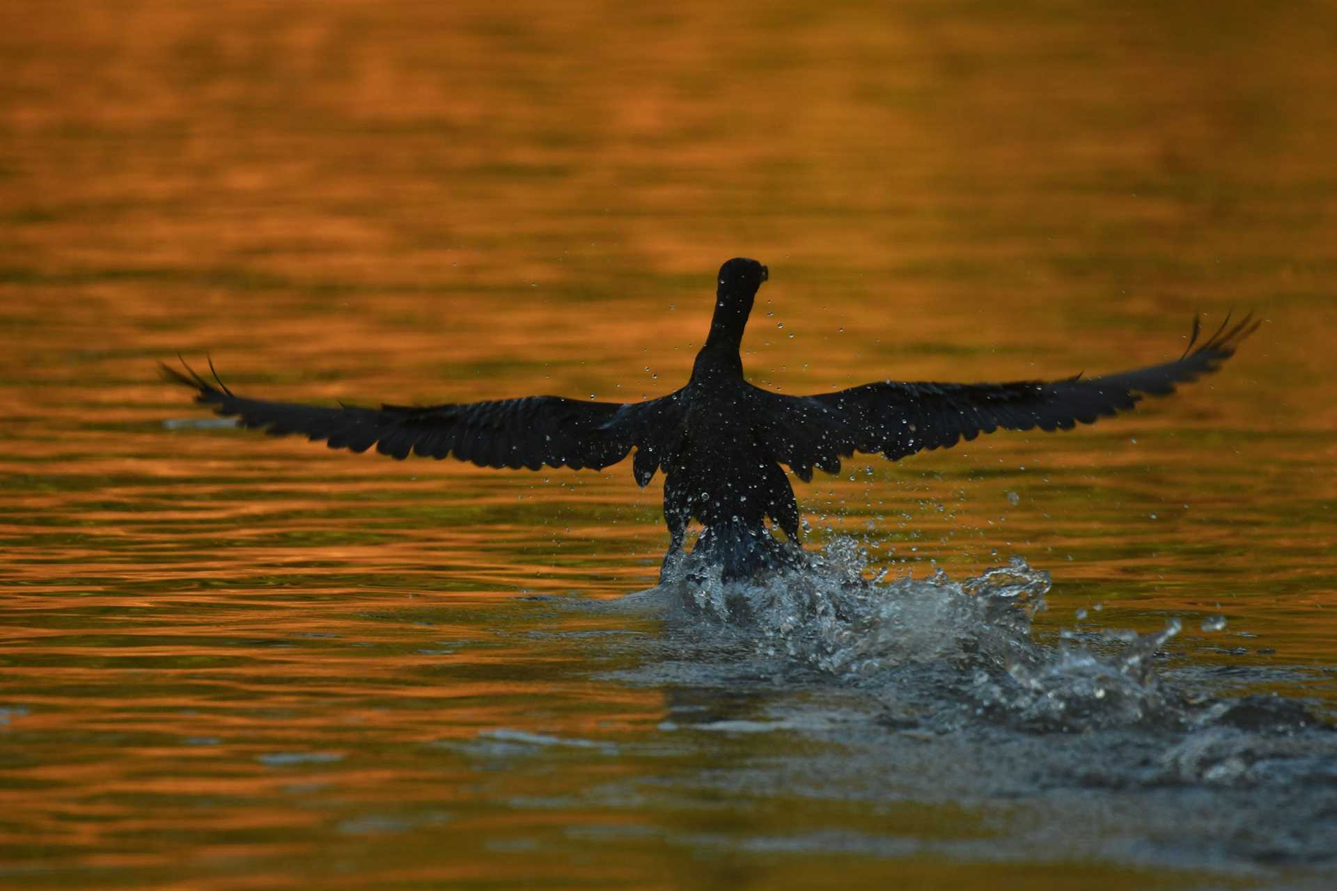 cormorant flying along orange water