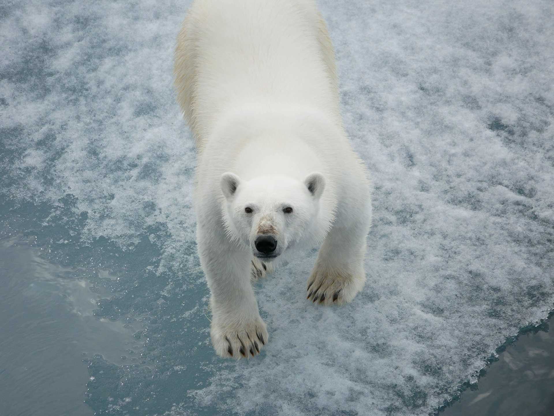 polar bear