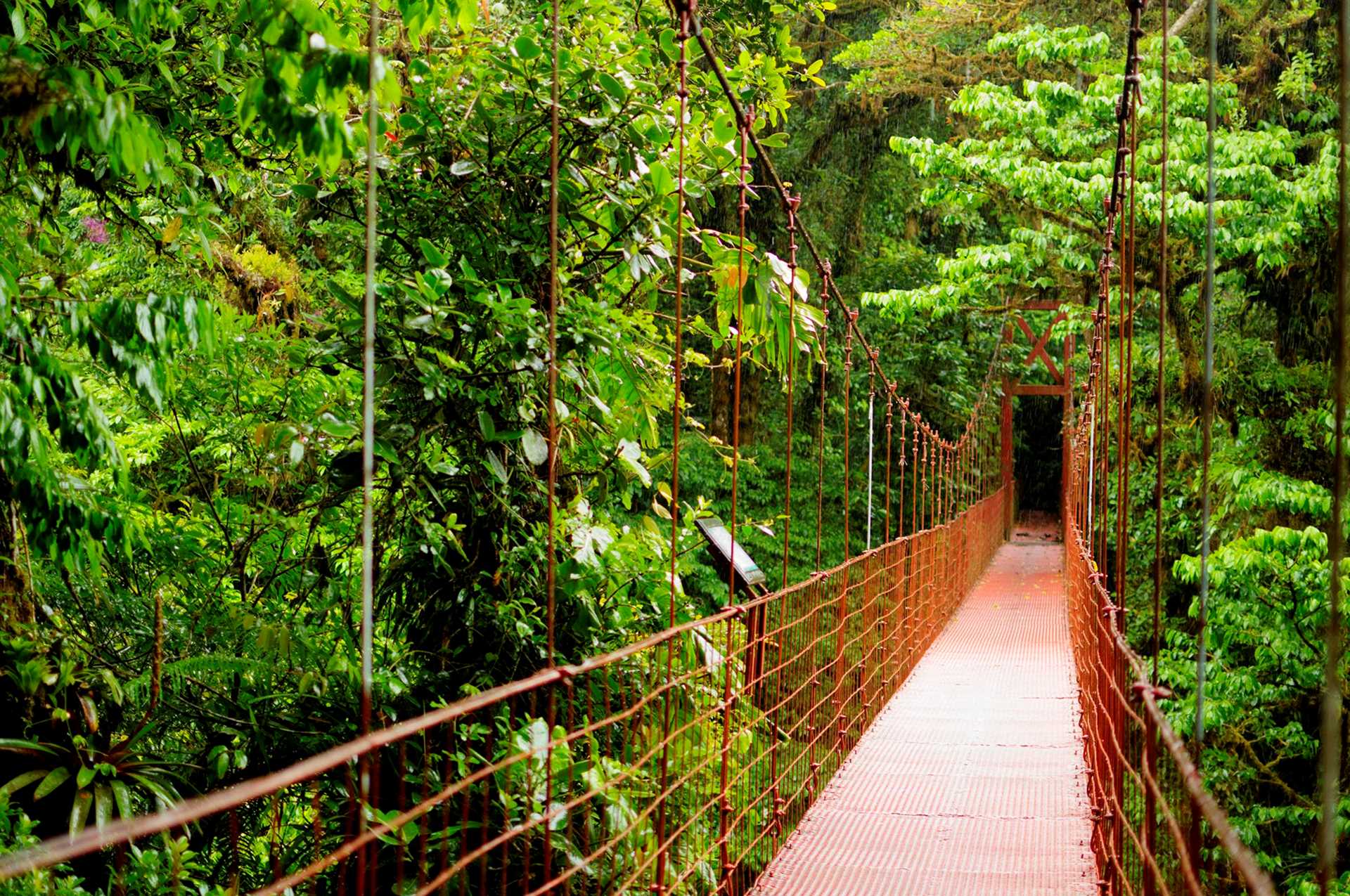 A wooden bridge in a forest of Monteverde