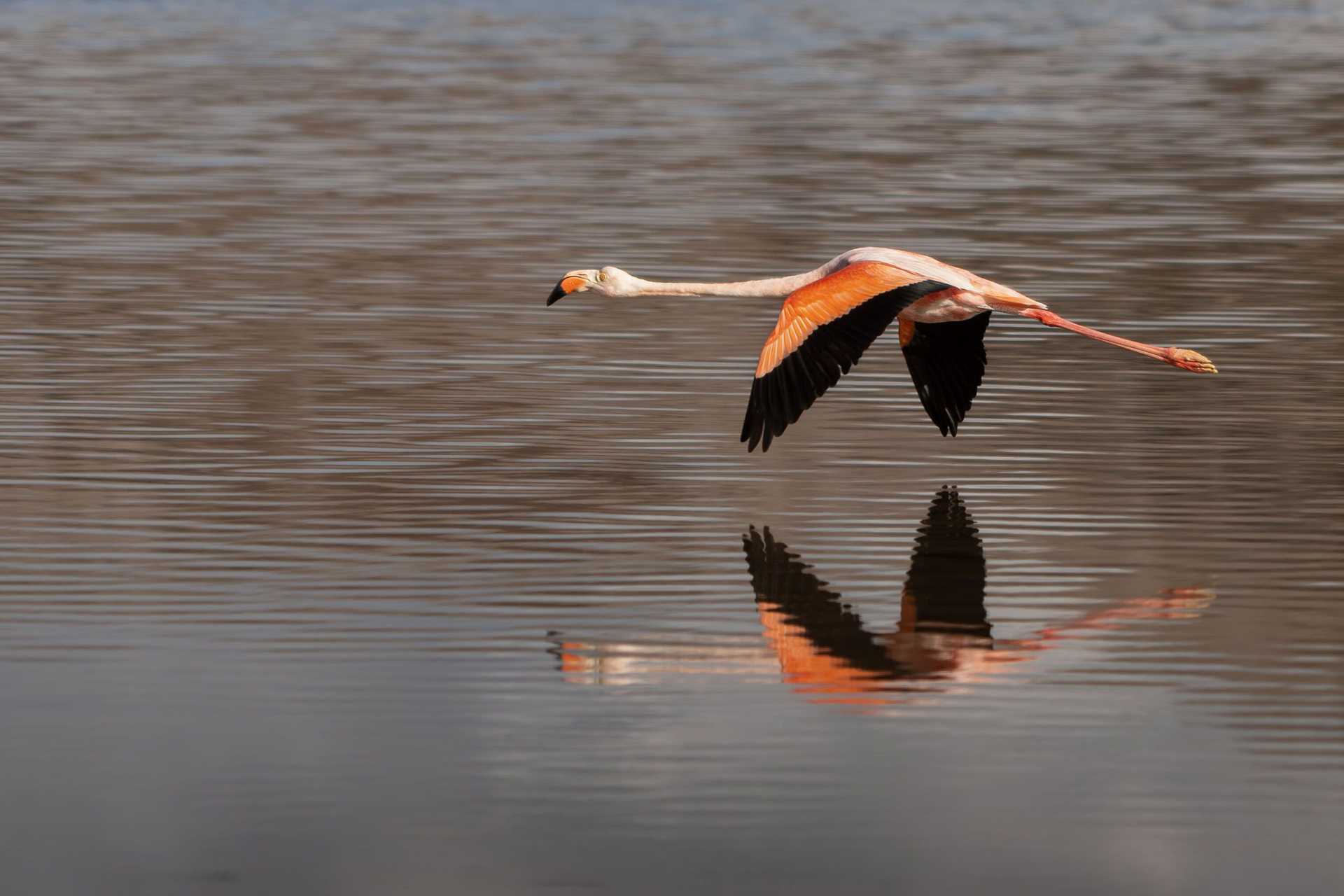 flamingo in flight