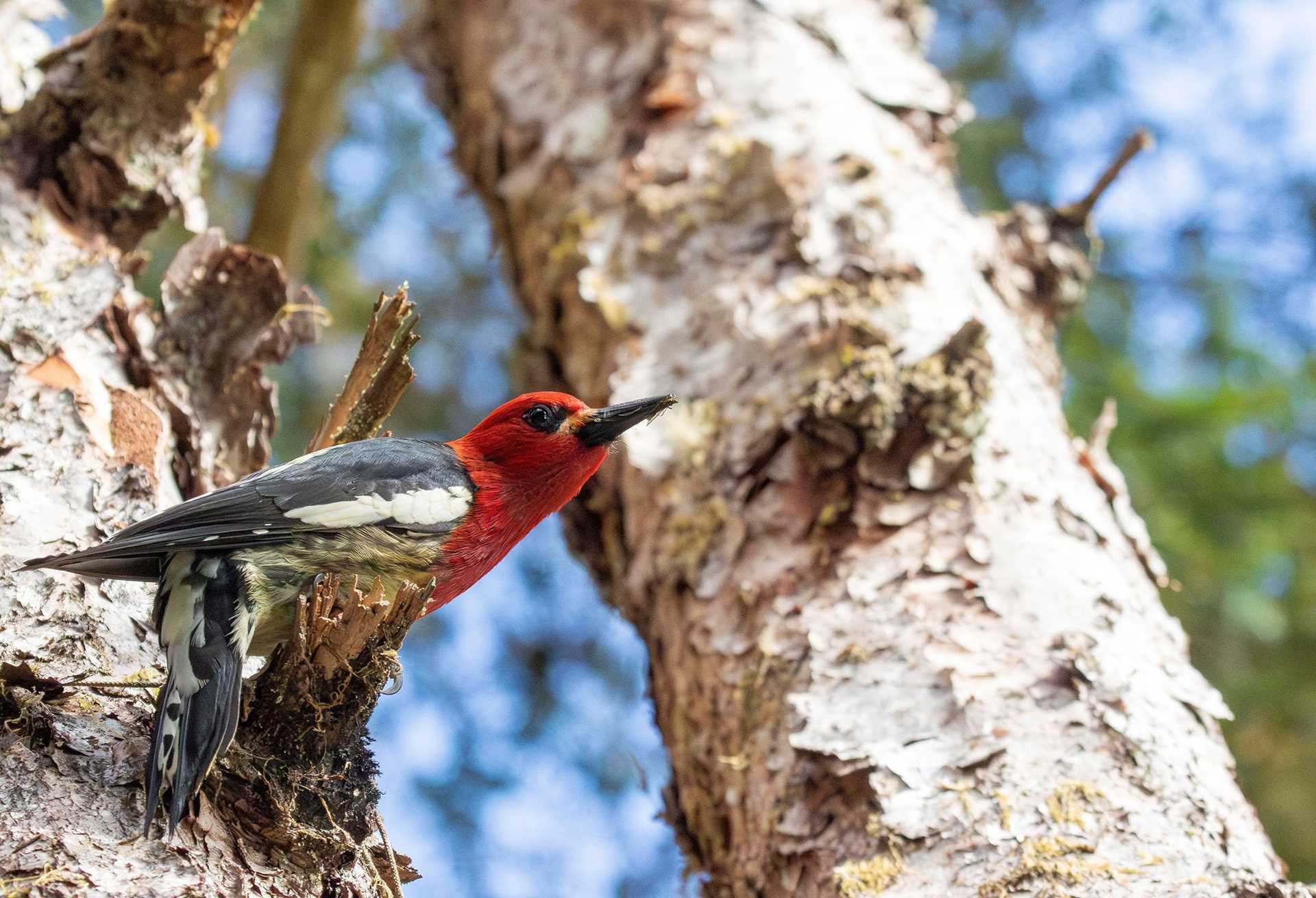 red-breasted sapsucker