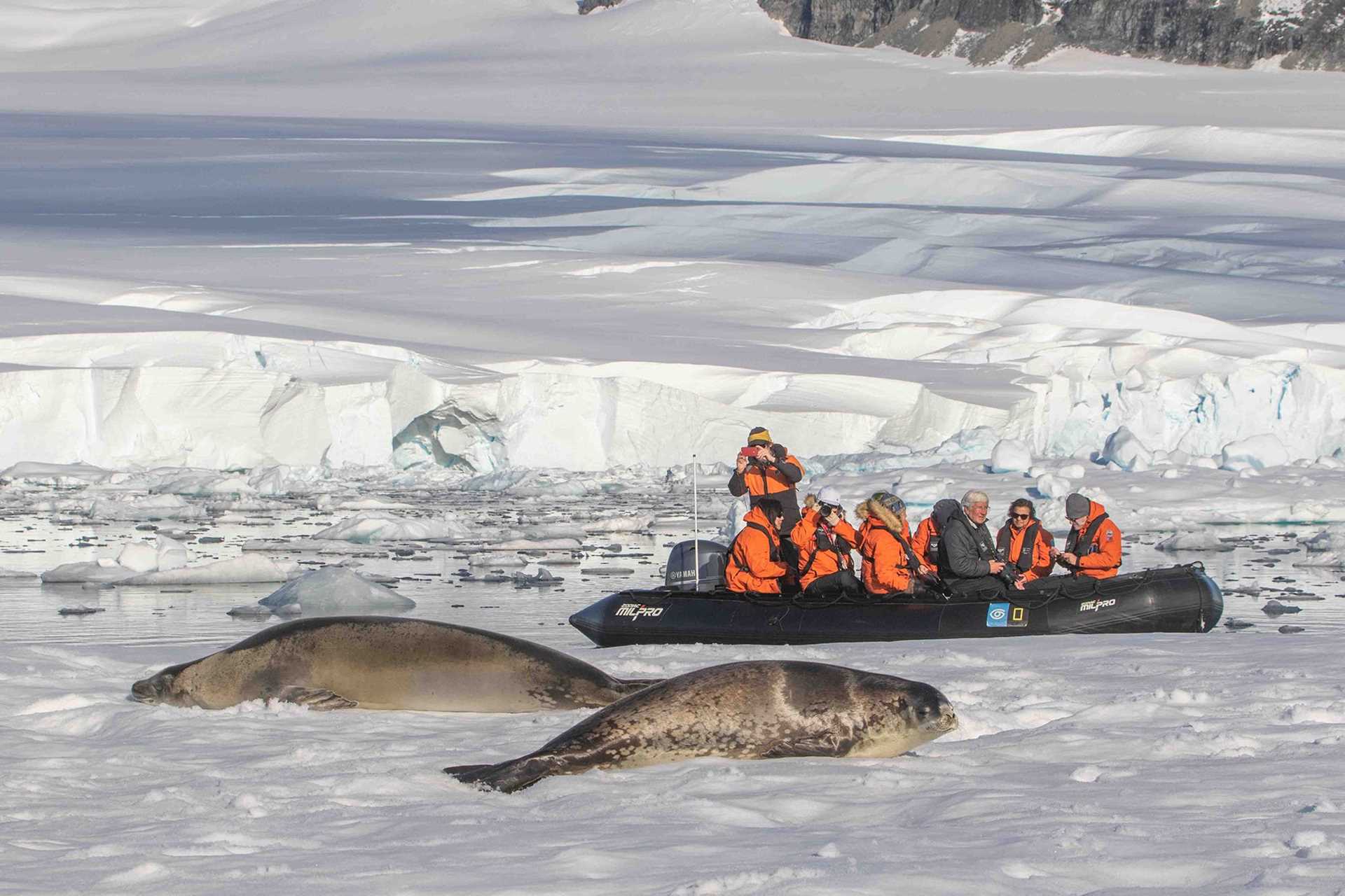 people in a zodiac photographing two sleeping fat gray seals