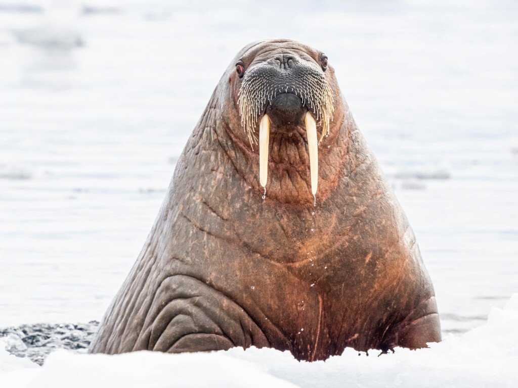 Walrus in Svalbard, Norway