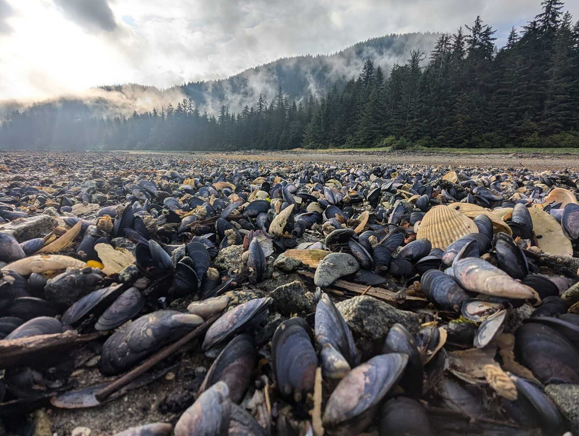 tidepool full of seashells