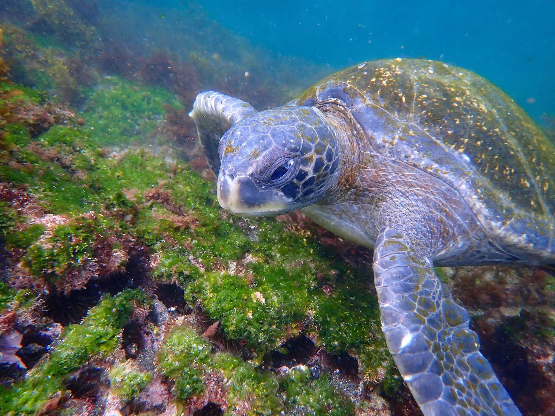 sea turtle