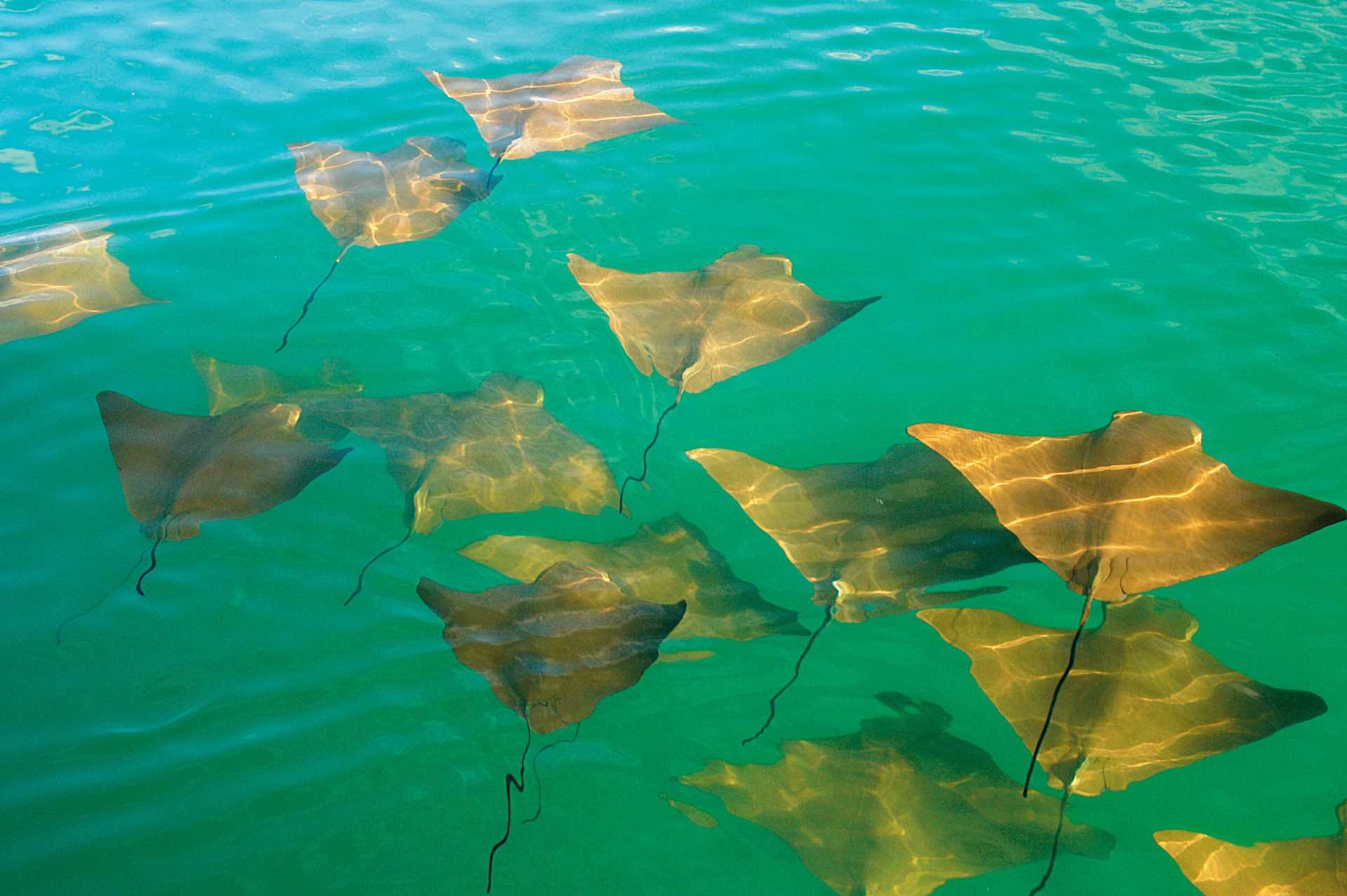 Golden stingrays swim through turquoise waters in Galápagos.