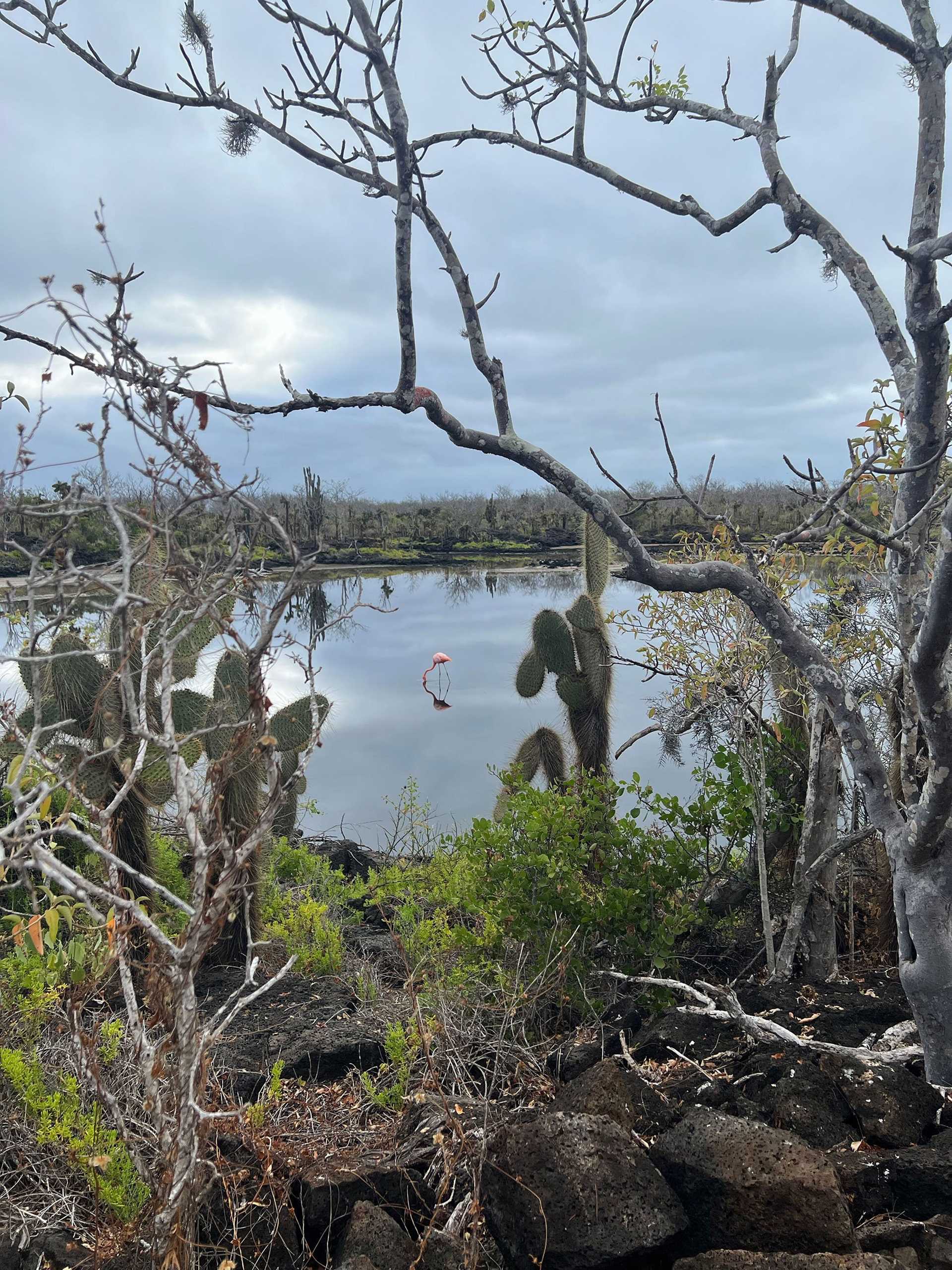 flamingo in a brackish lagoon