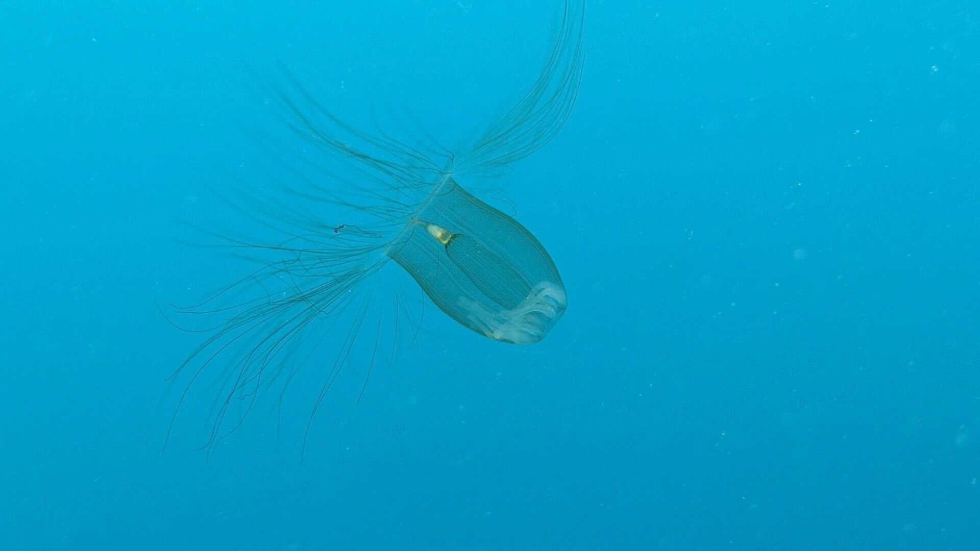 jellyfish