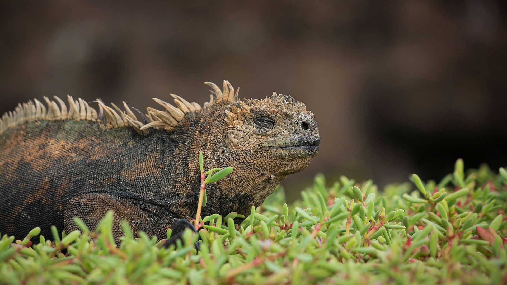 marine iguana