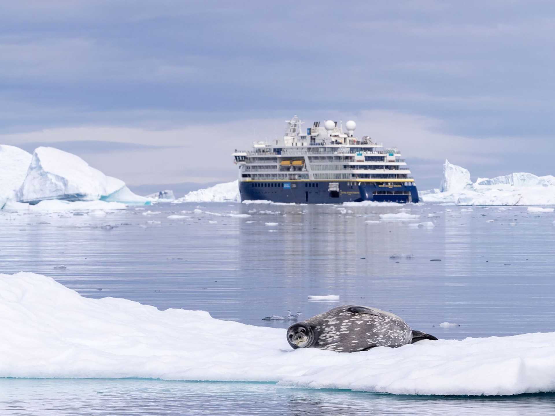 weddell seal