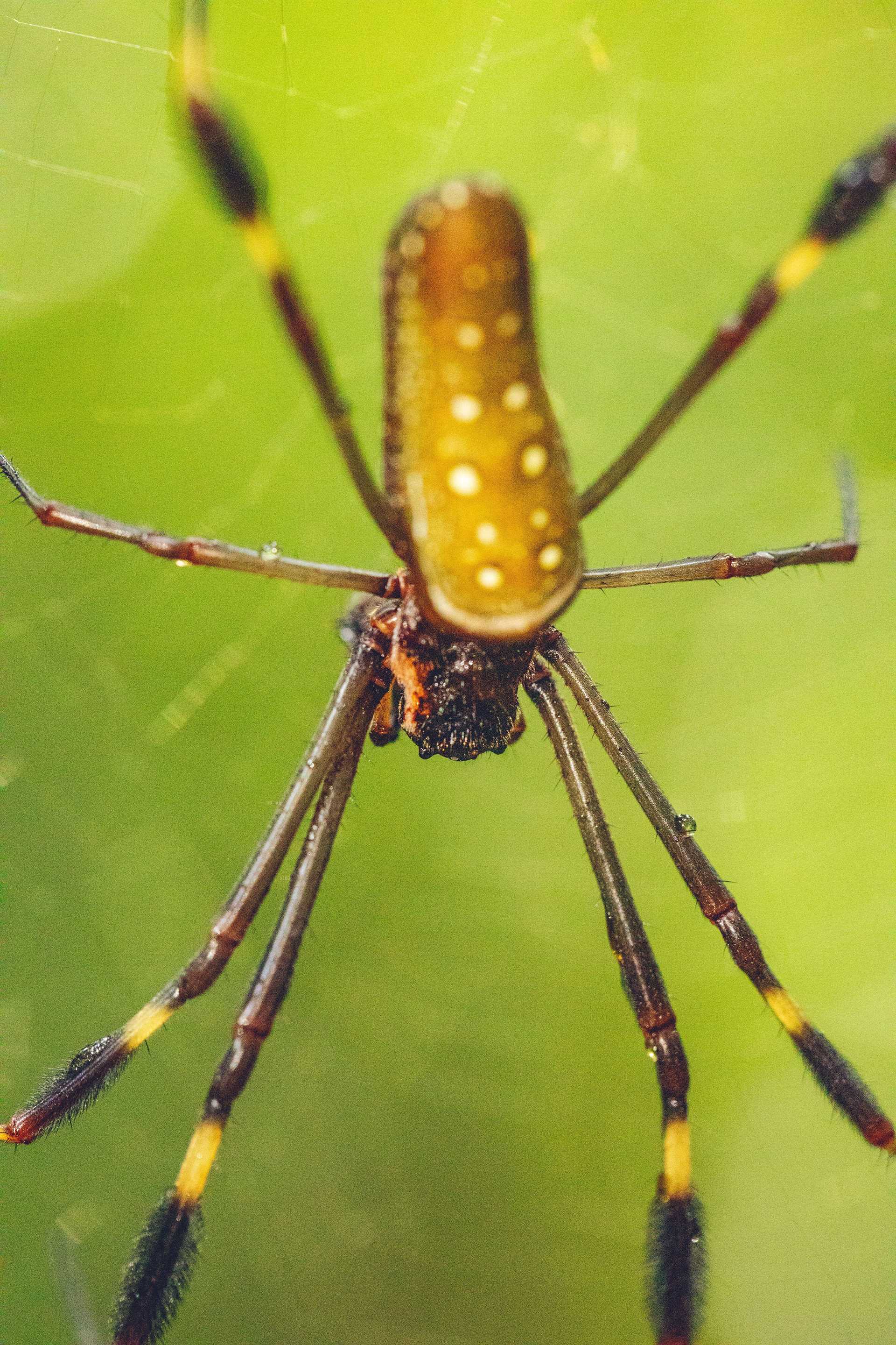 golden orb spider