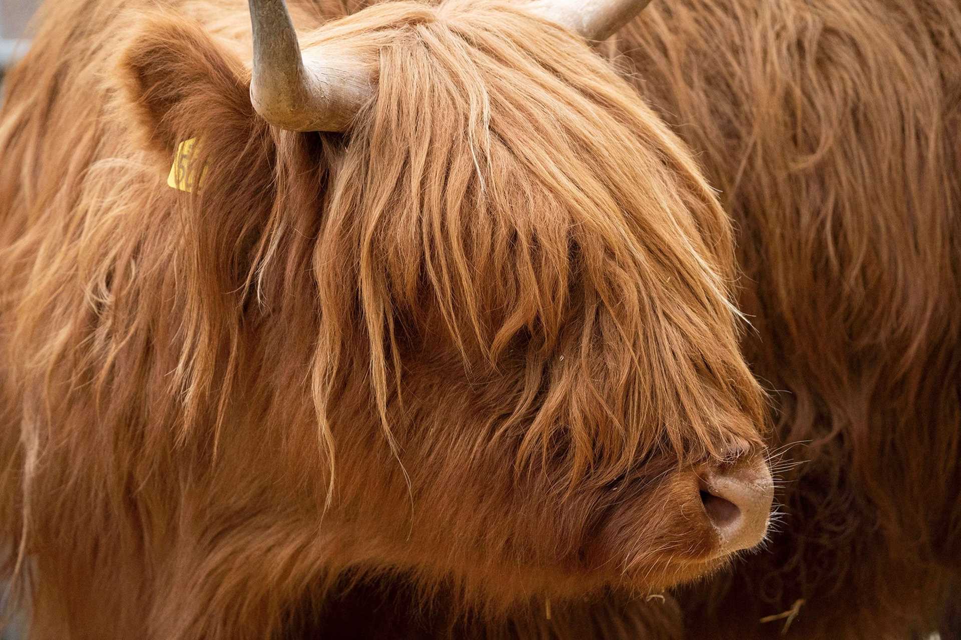 highland cow