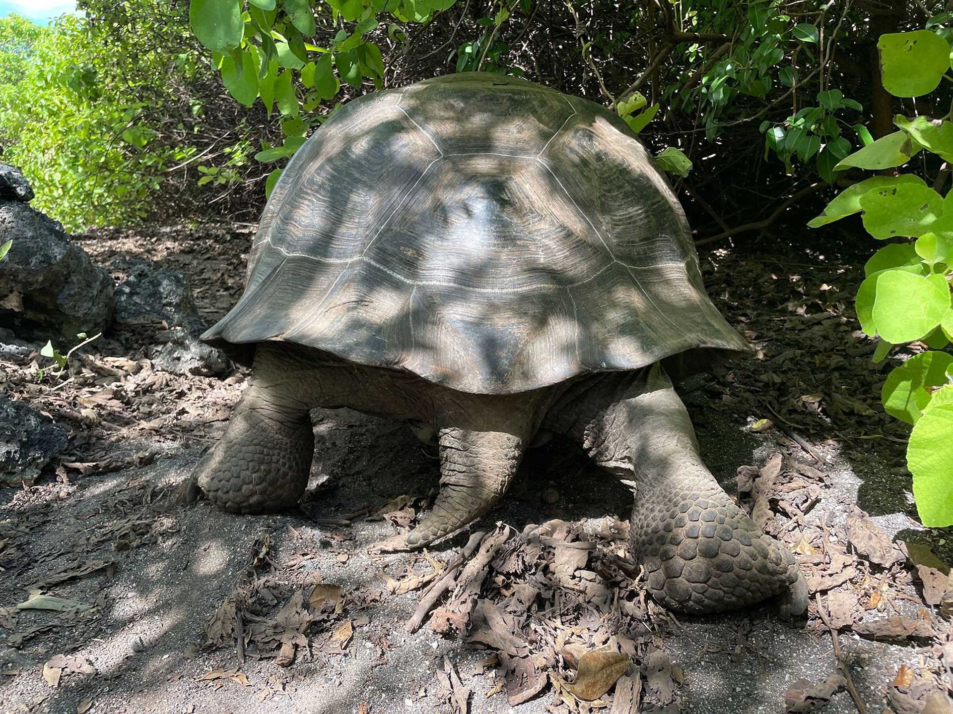 a tortoise tail and shell covered in dappled sunlight