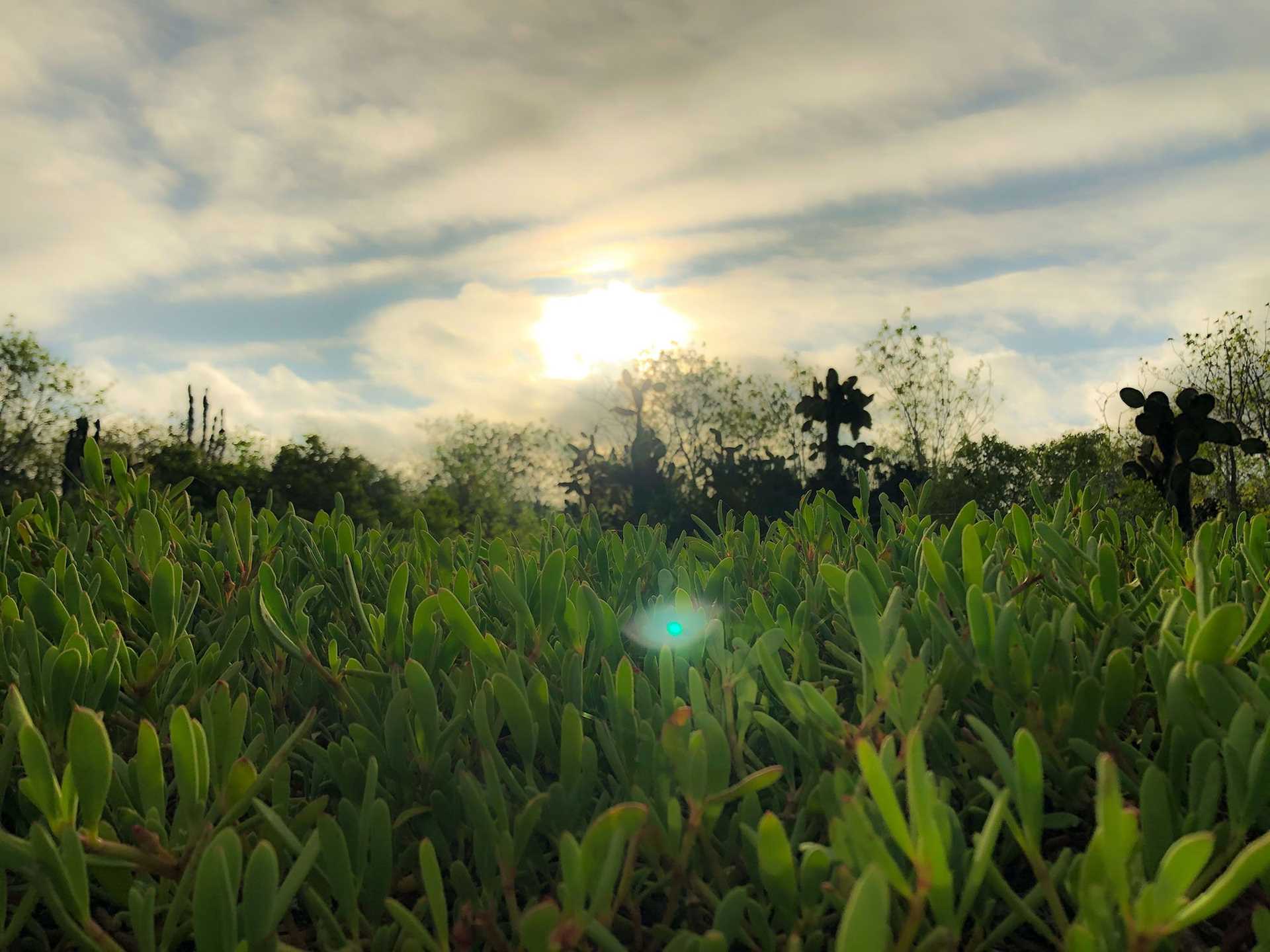 field of succulents