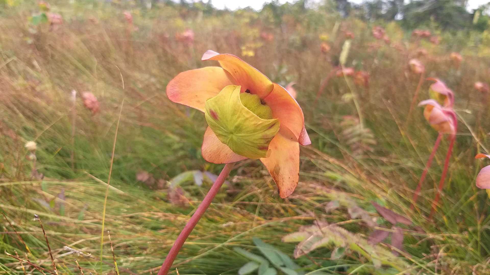 pitcher plant flower