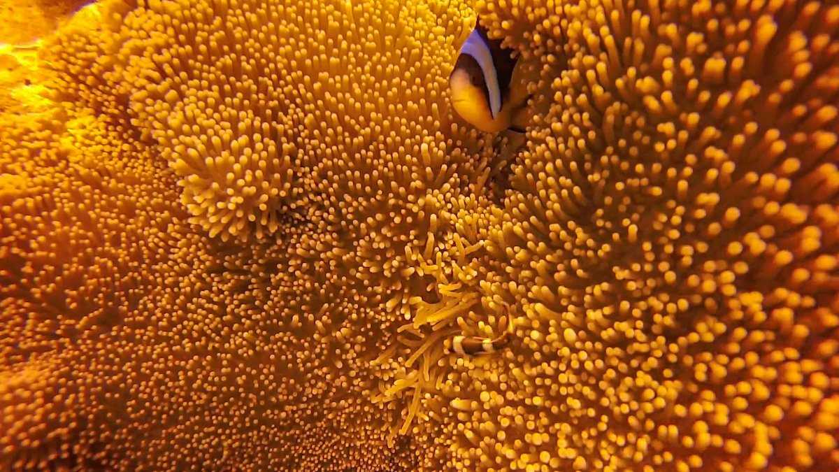 Anemonefish Kim Nesbitt.jpg