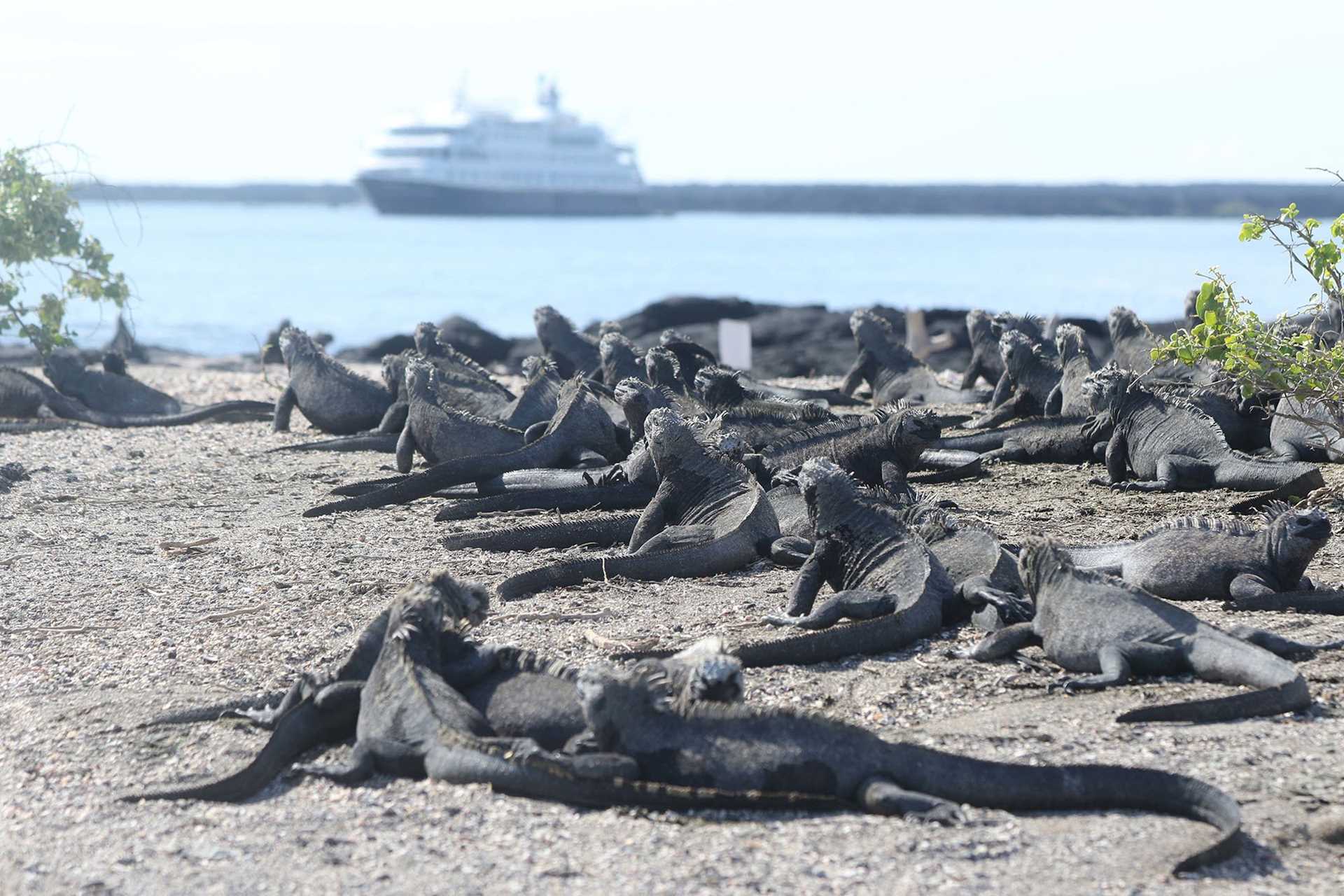 marine iguanas