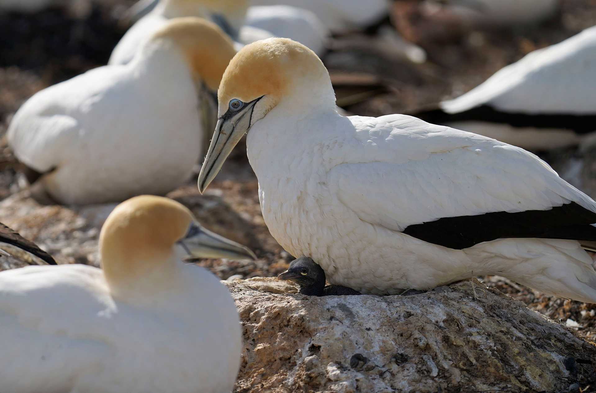 gannet and chick