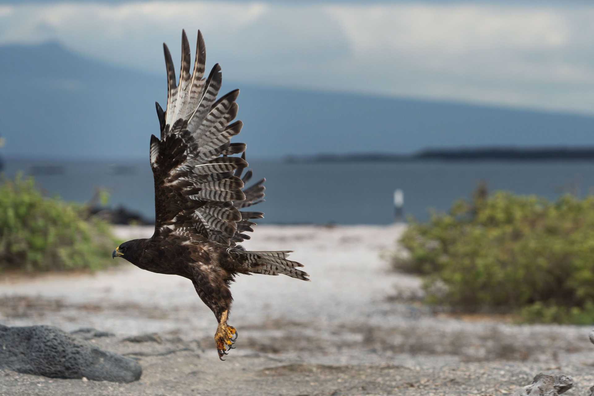 Galapagos Hawk