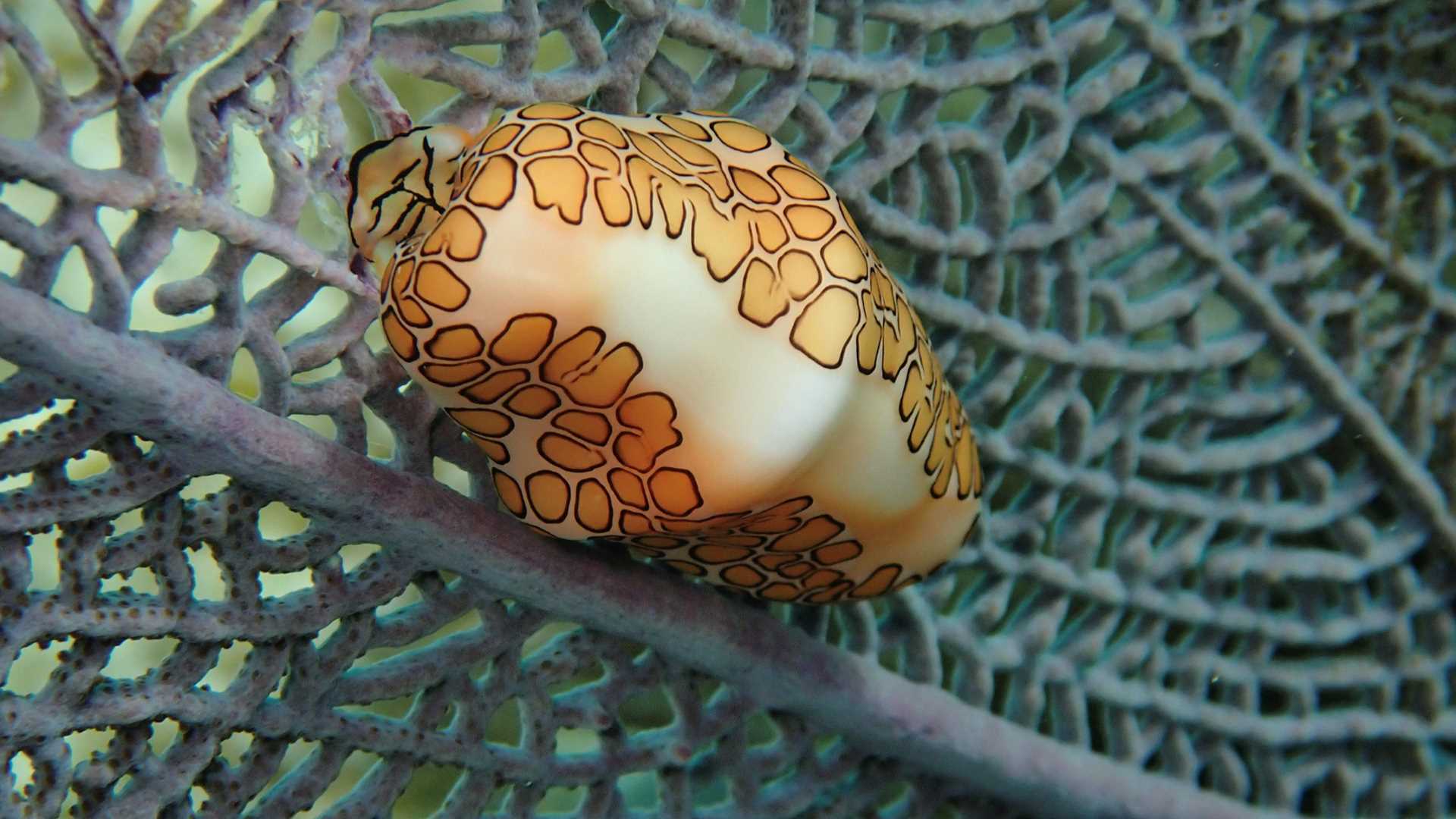 Ranguana and Silk Caye.jpg