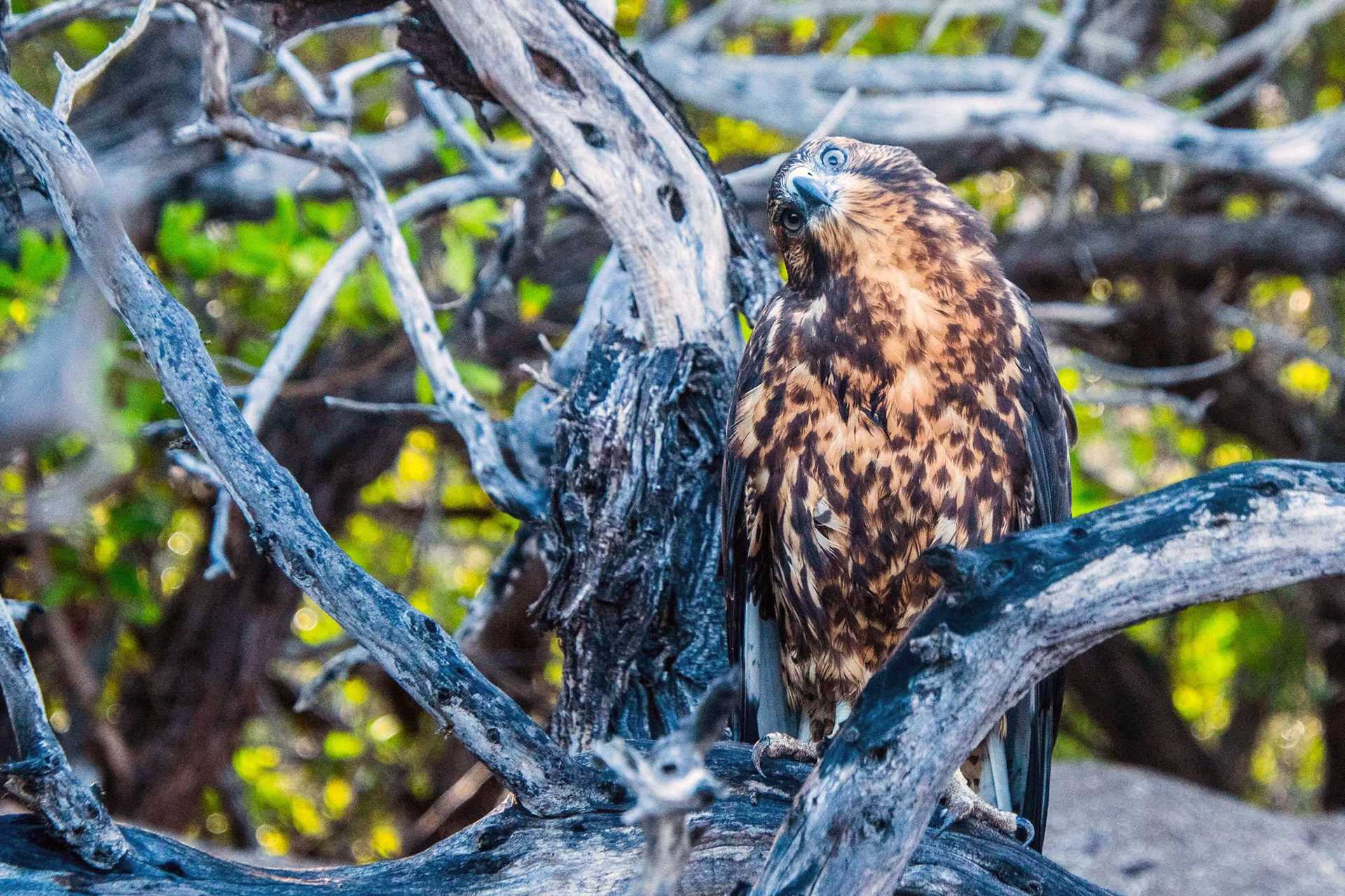 galapagos hawk