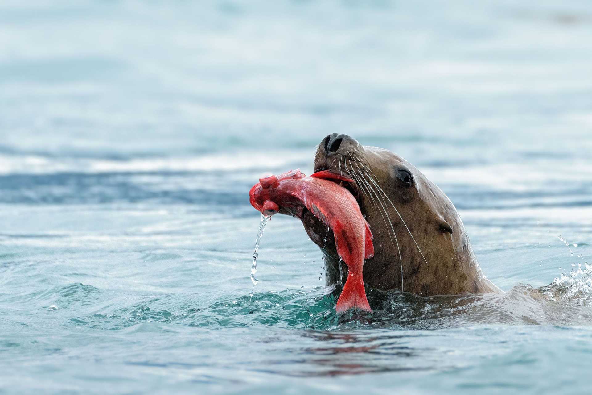 sea lion eating a fish