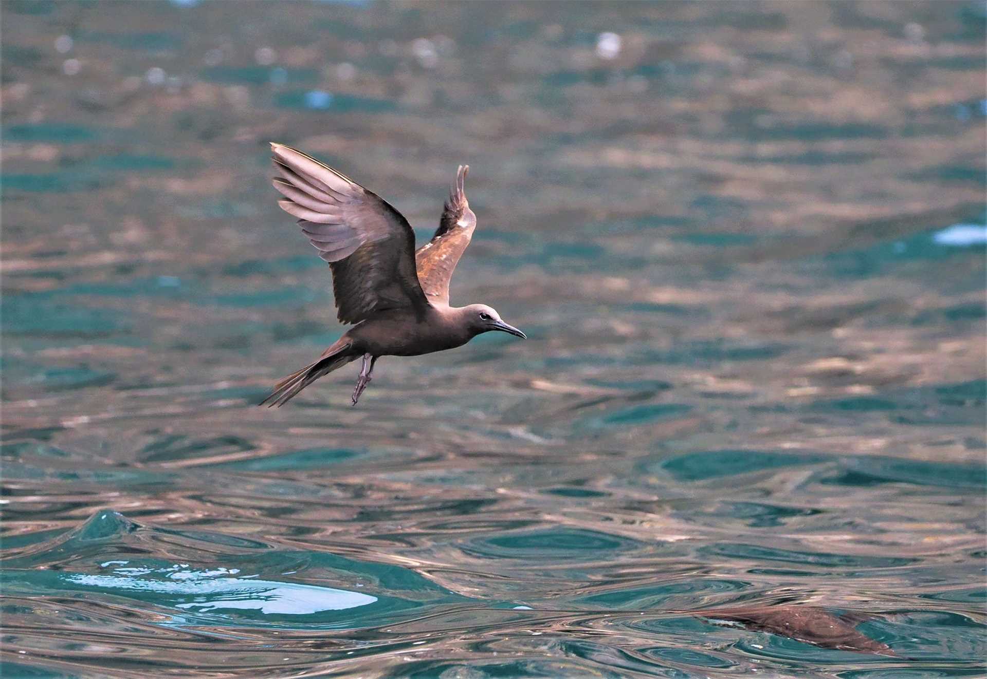 brown noddy tern