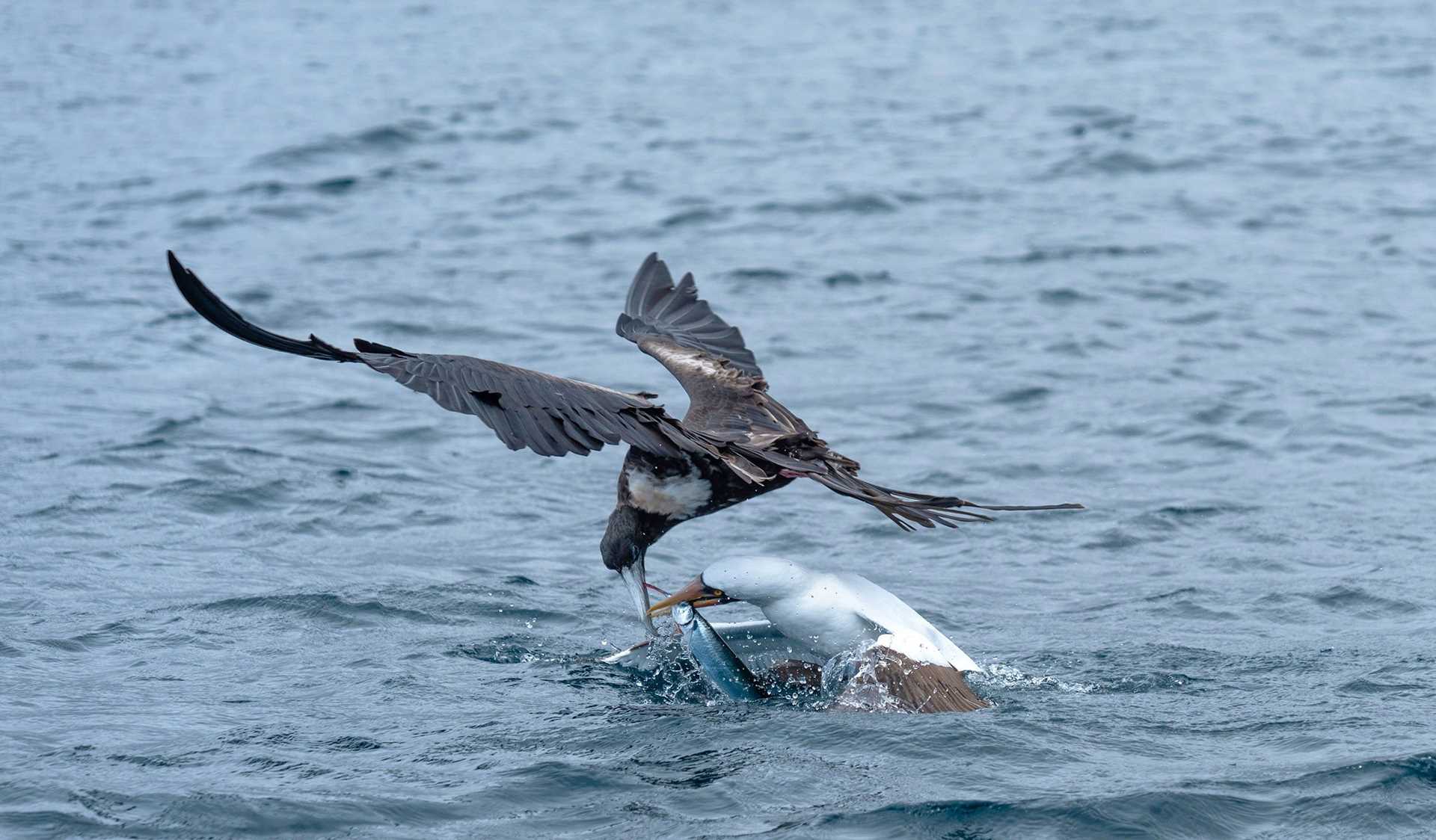 two birds fighting over a fish