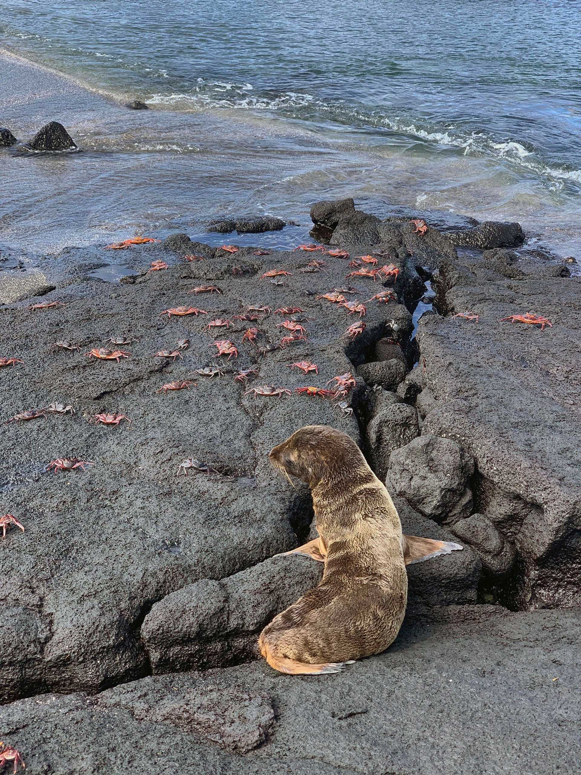 baby sea lion and red crabs