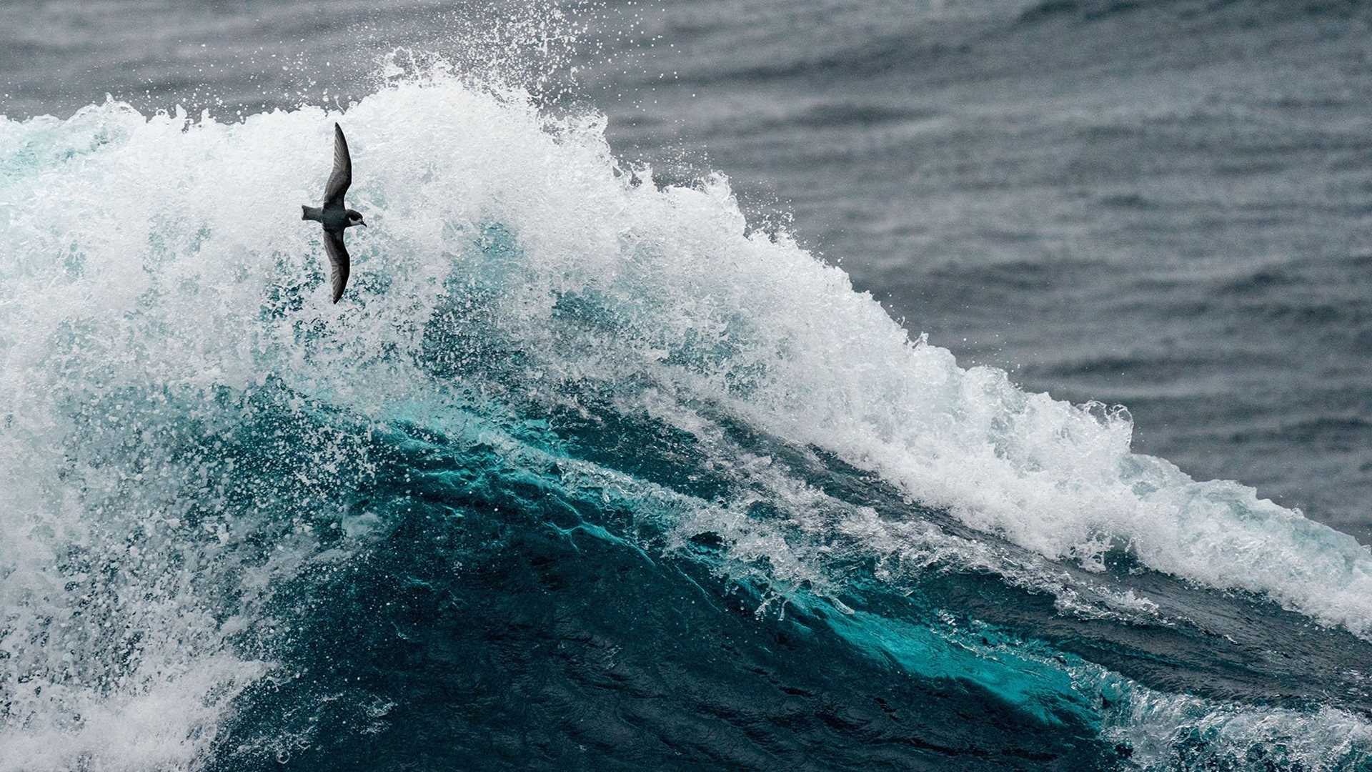 petrel in waves