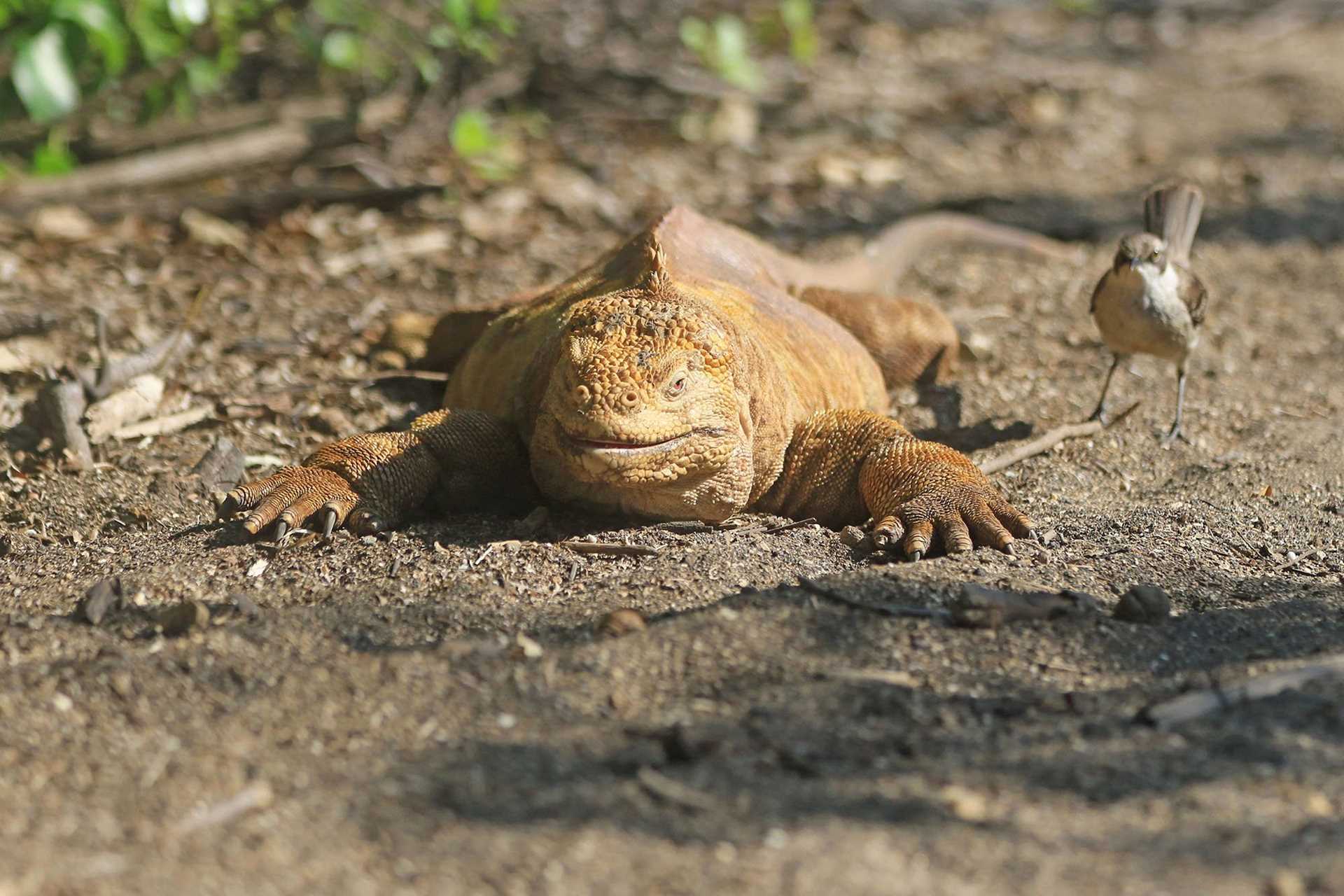 land iguana and mockingbird